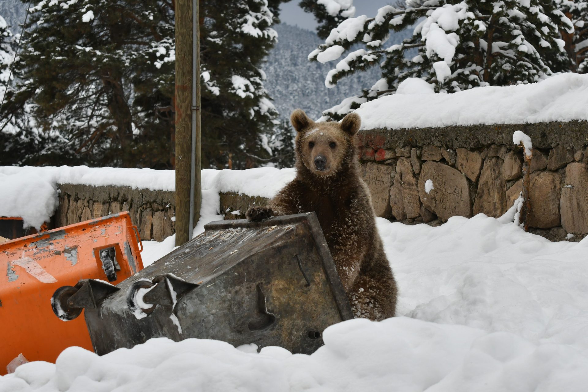 Por qué en Japón pagan a sus ciudadanos por cazar osos