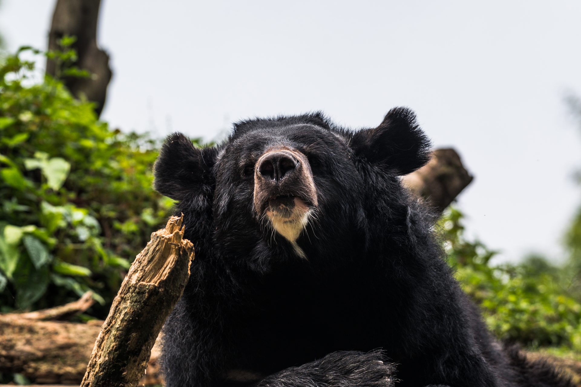 増える熊による被害：熊の駆除に一頭5,000円の報奨金も