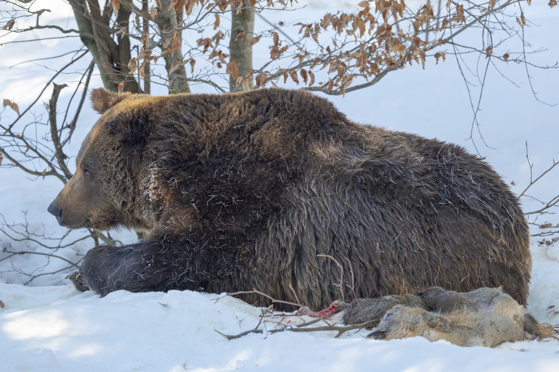 熊による被害がエスカレート：熊の駆除に一頭5,000円の報奨金も