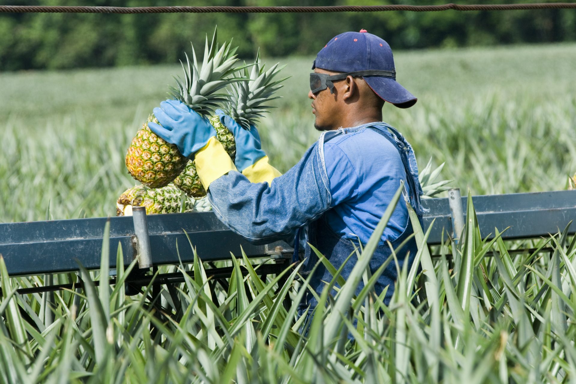 Trop de pesticides