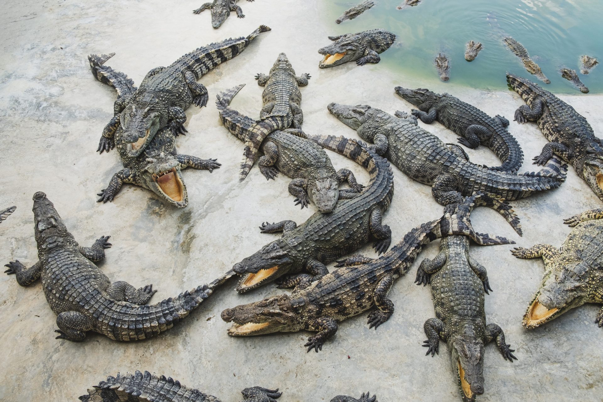 Étonnant : un hélicoptère a provoqué une frénésie d'accouplement chez des crocodiles