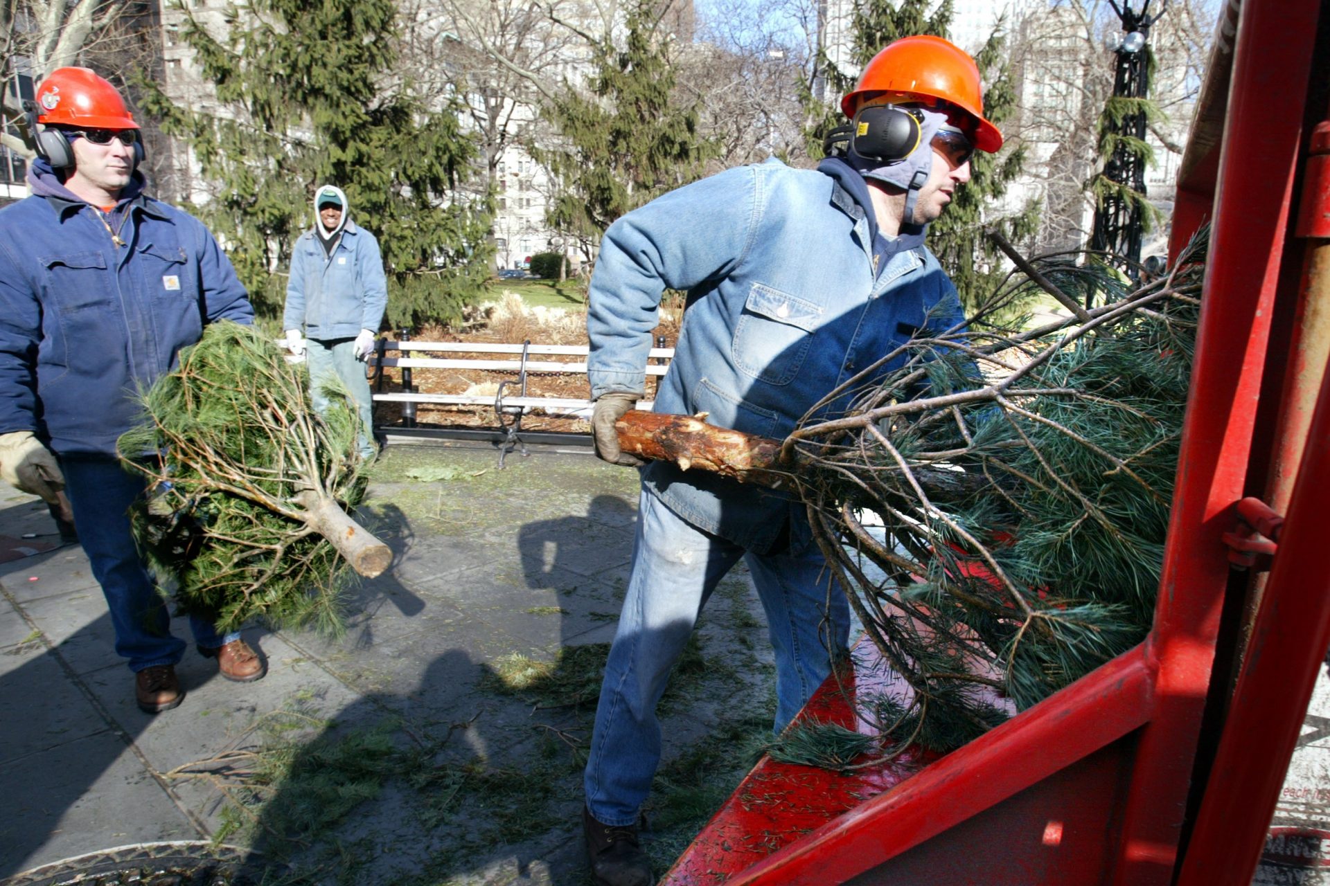 Many uses for a real tree long after Christmas