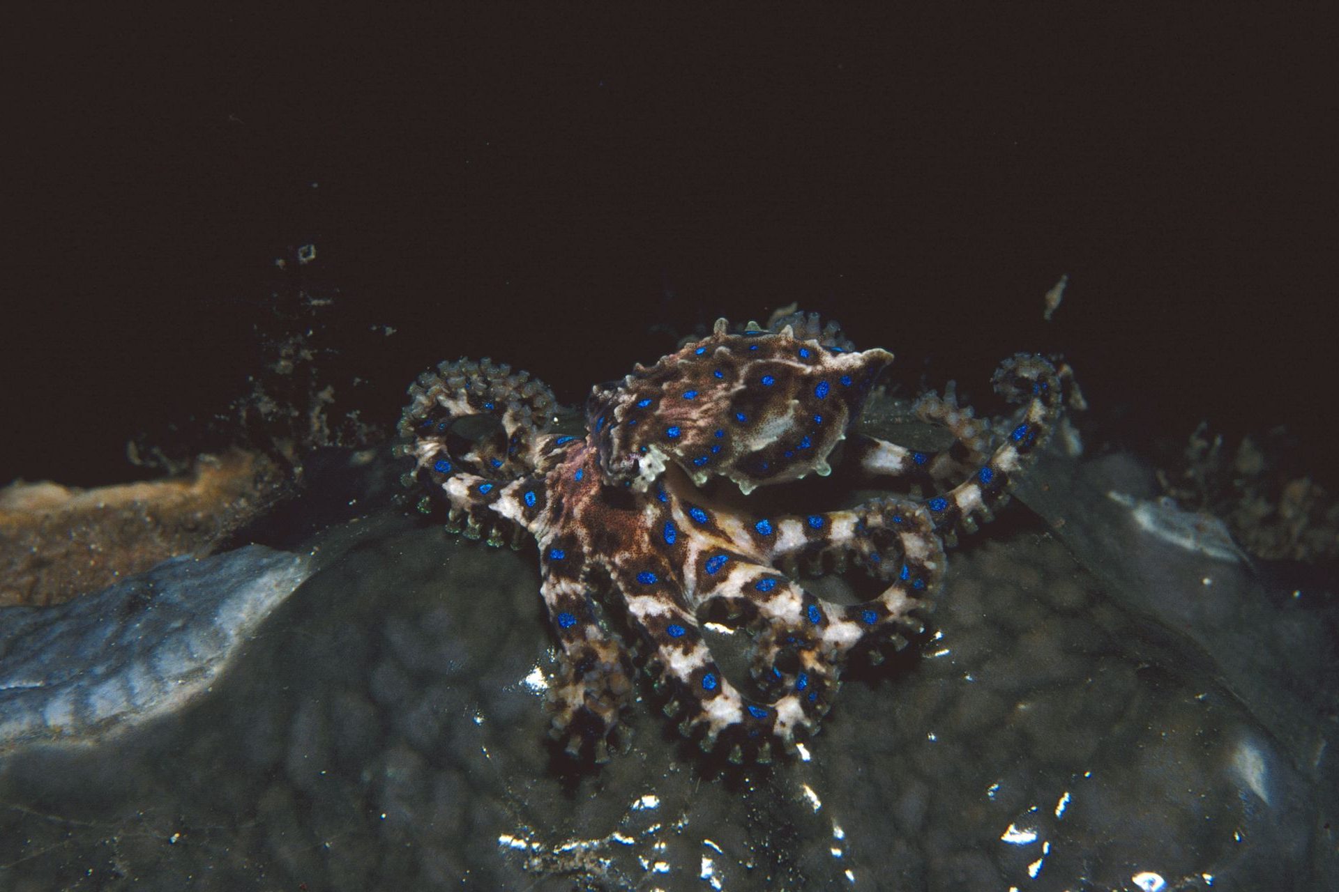 L’un des venins les plus toxiques du règne animal