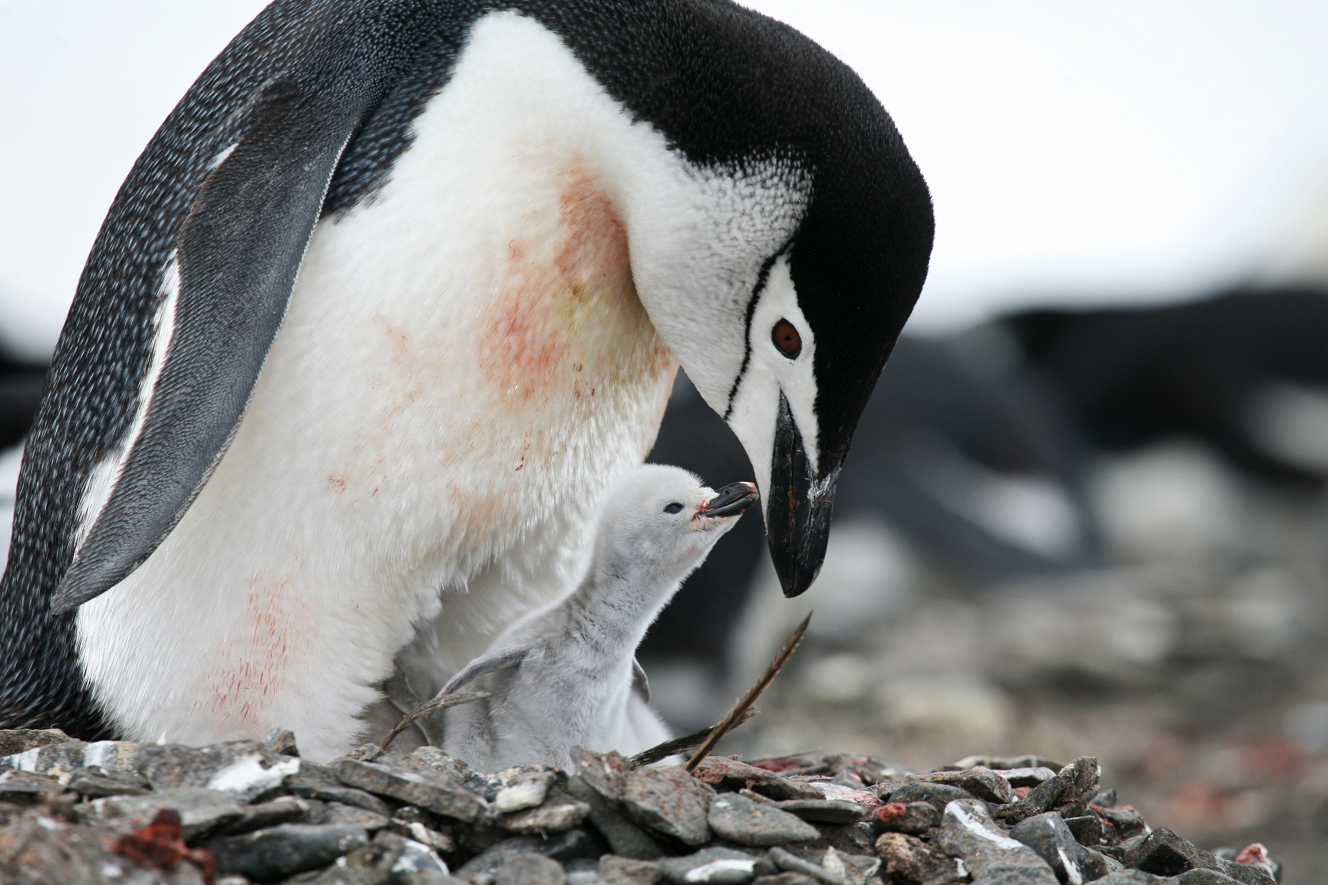 Microsleep: how penguin parents watch their newborns 24/7