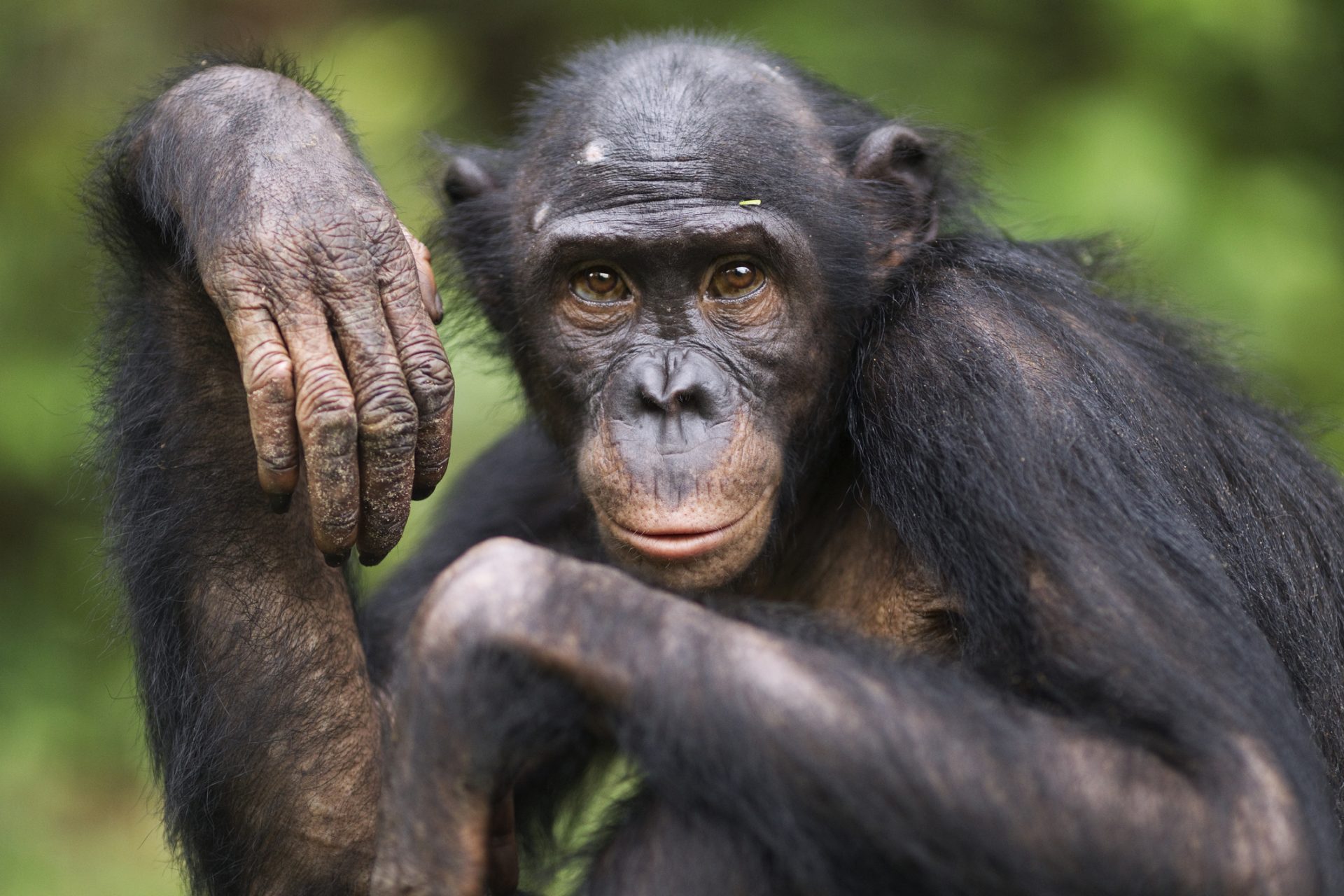 Researchers just discovered something weird about chimps and bonobos