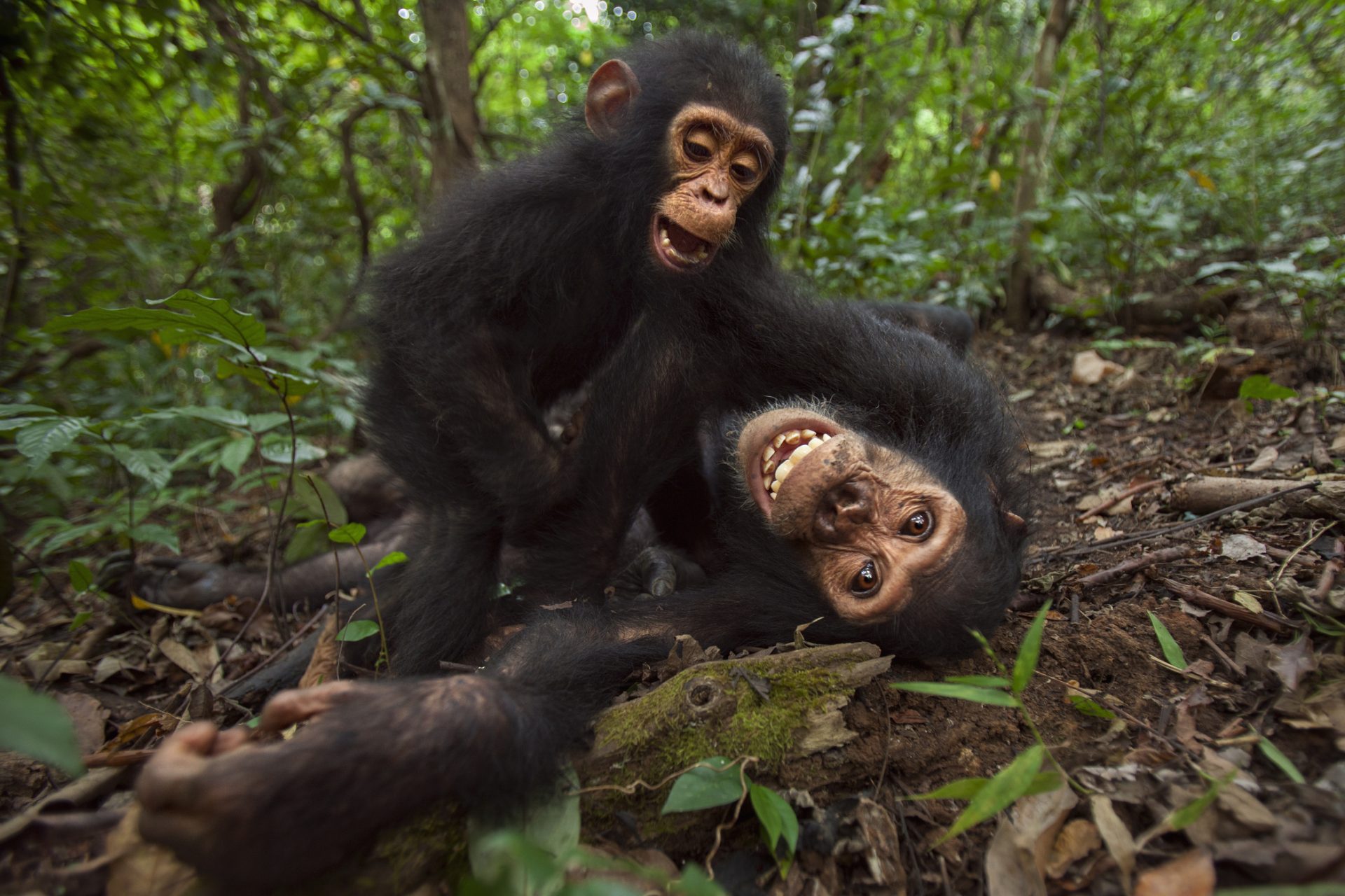 Les singes regardaient plus longtemps leurs amis