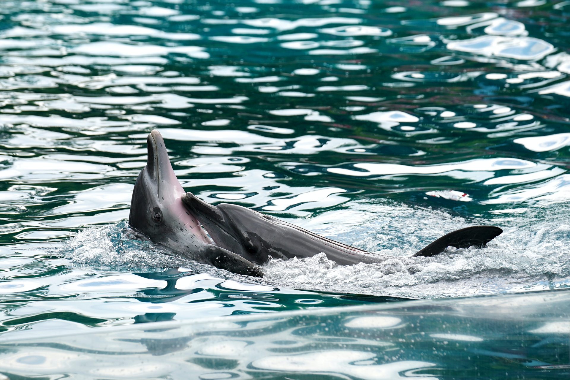 Por que investigar a habilidade dos golfinhos-nariz-de-garrafa?