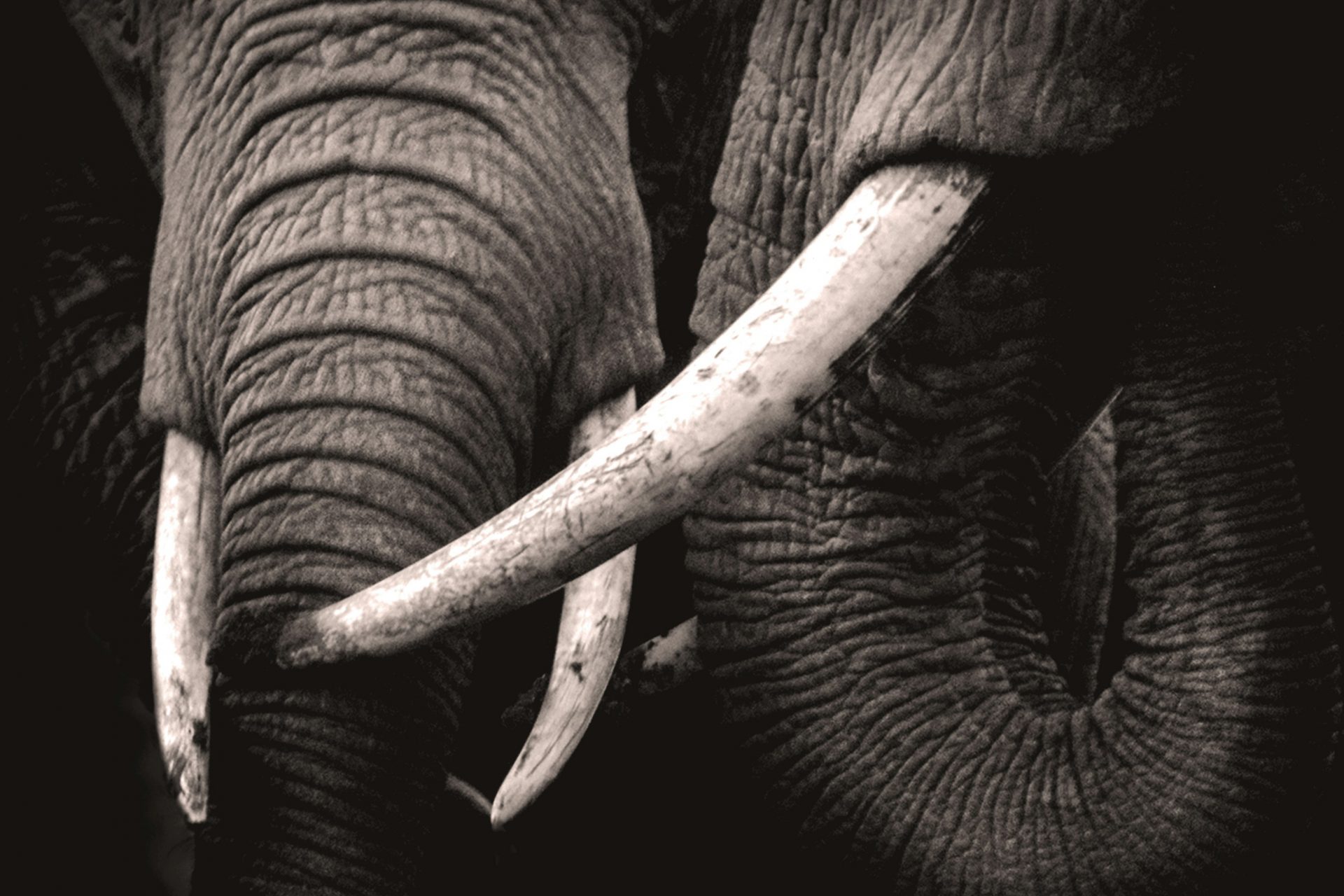 Poaching for ivory and habitat loss 