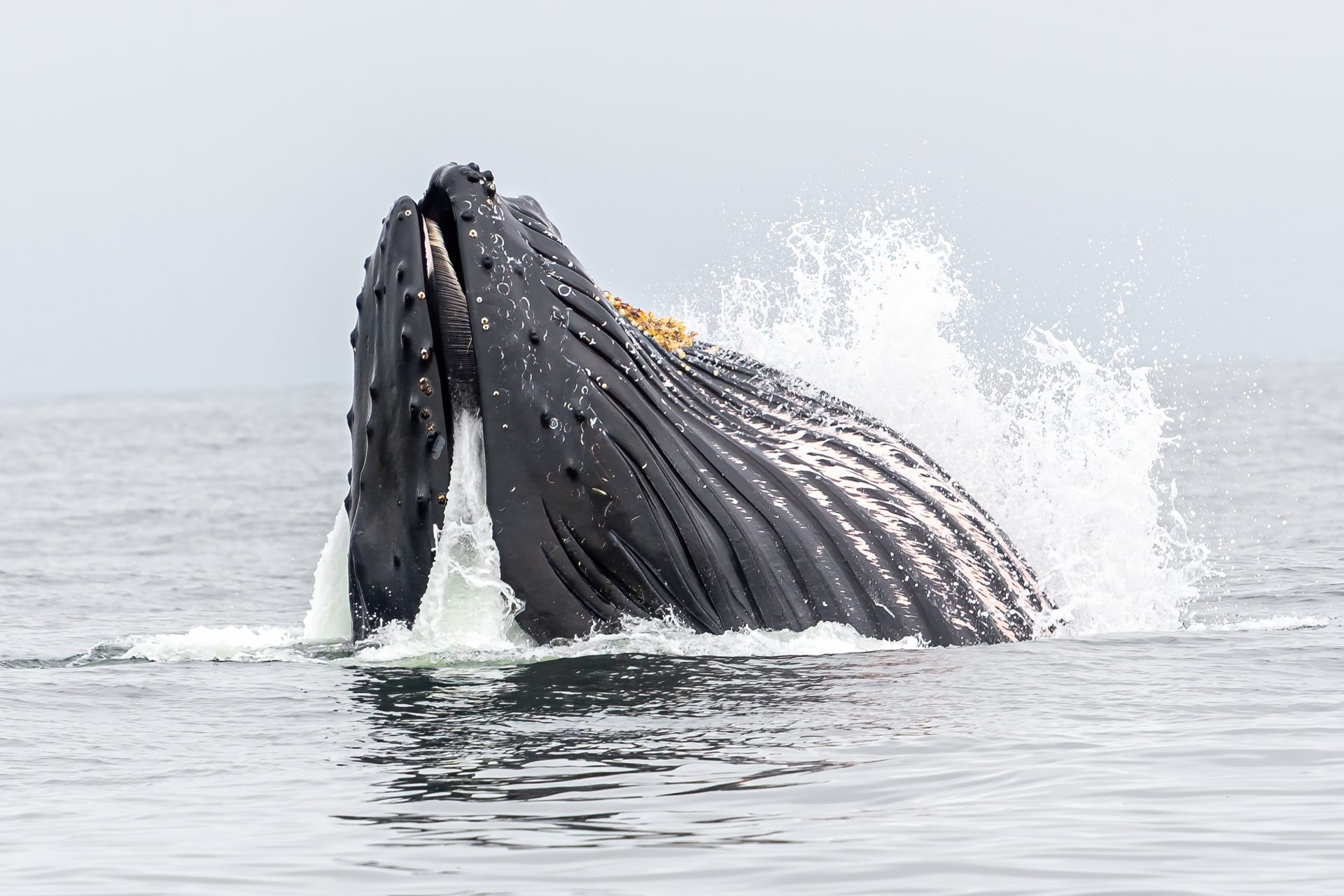 Des signaux courants du répertoire des baleines à bosse
