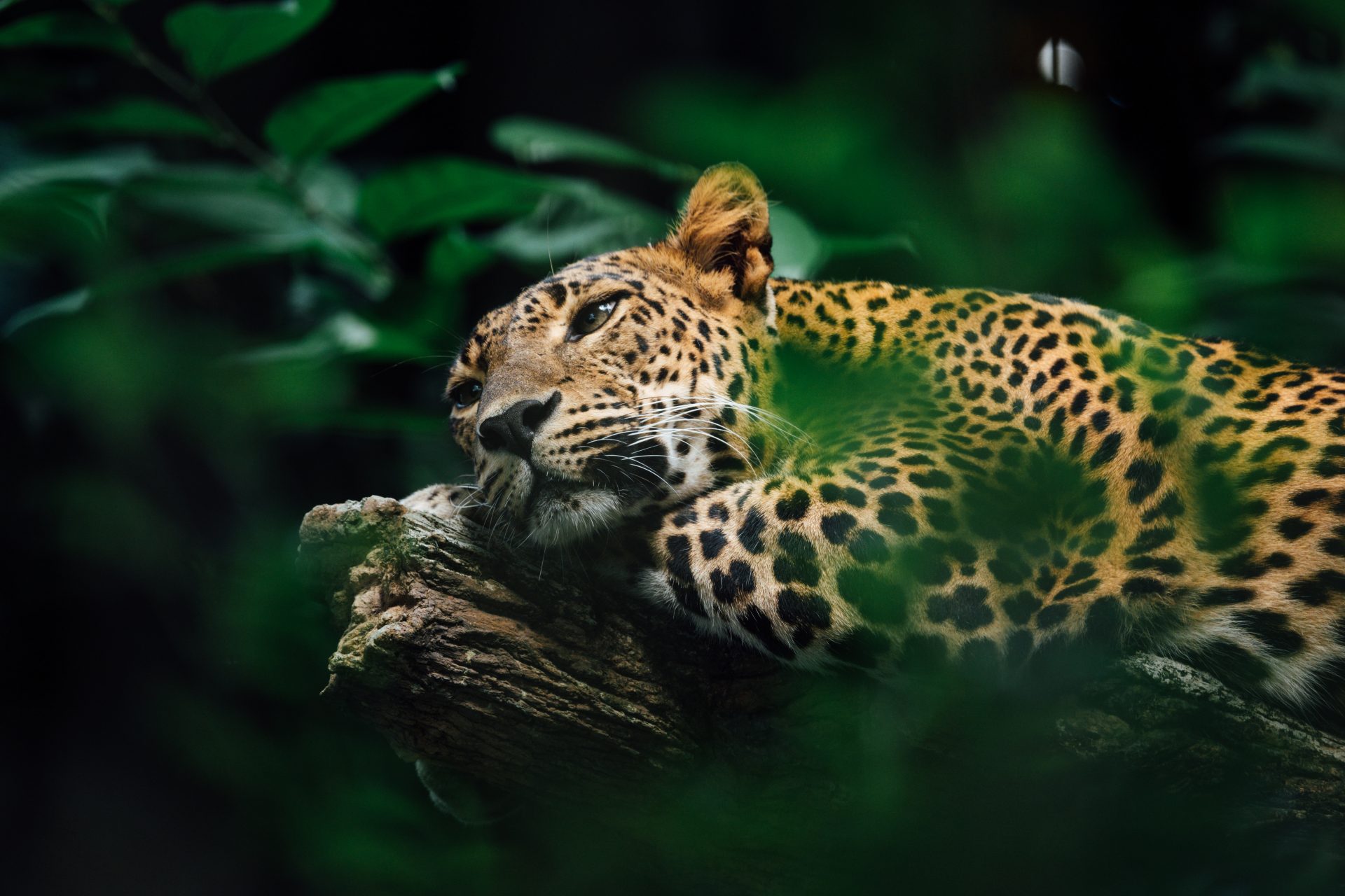 Les jaguars chassés de leur habitat