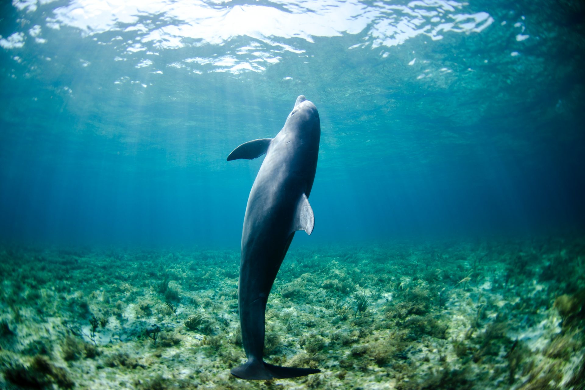 O golfinho da Guiana