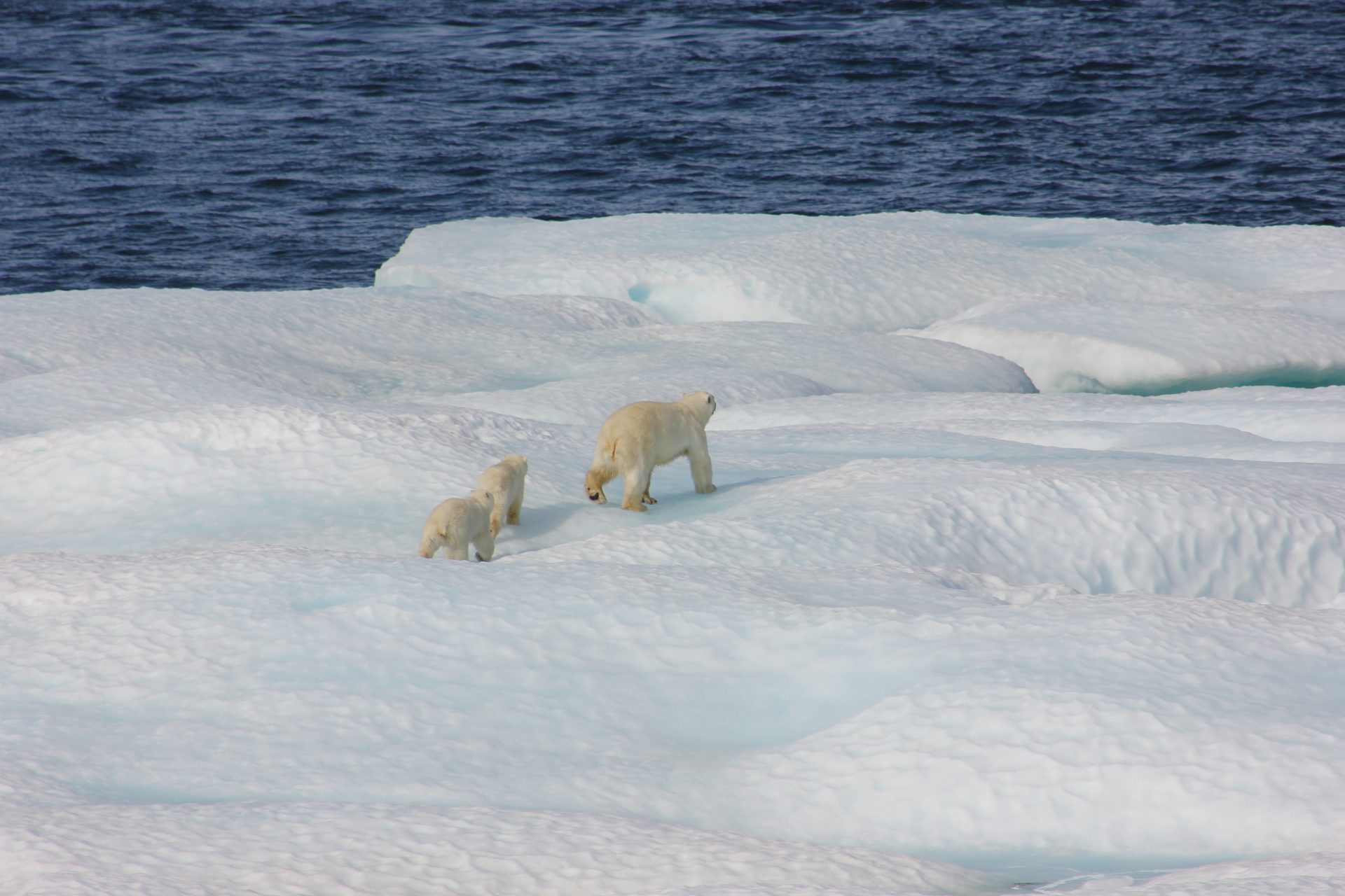 Global warming is melting the polar bears’ habitat 