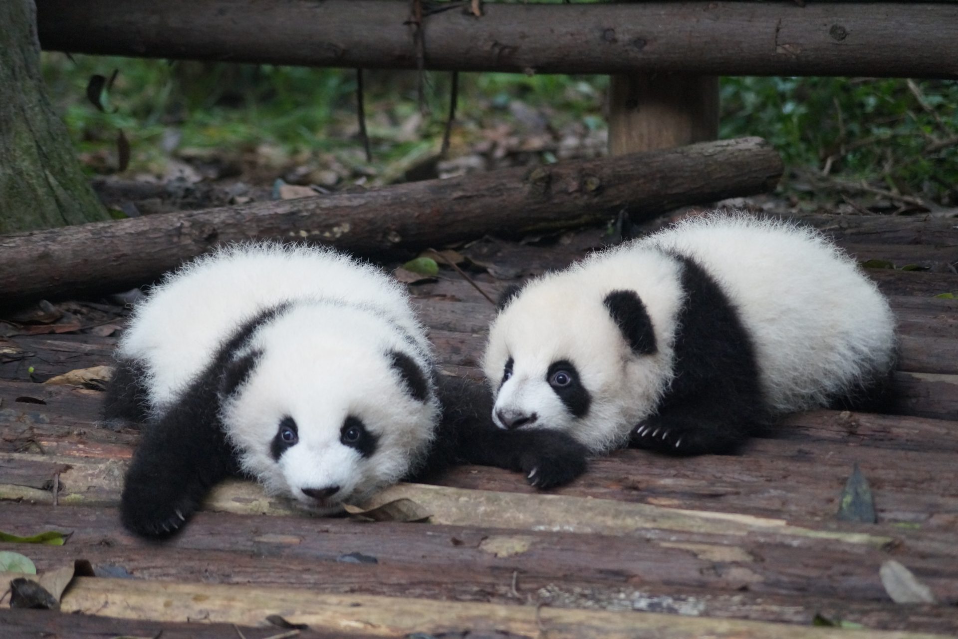 Panda population is increasing 