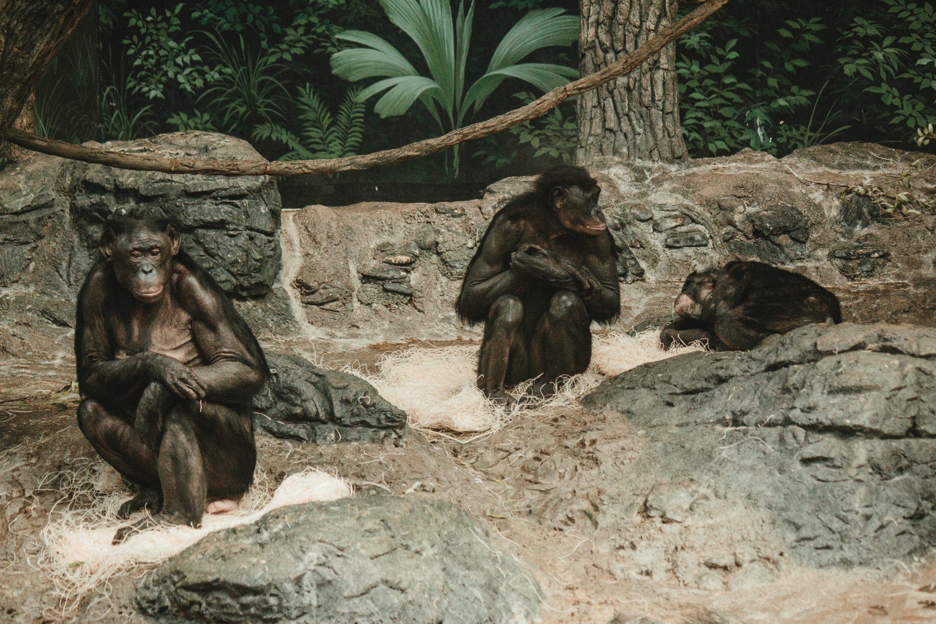 Studying great ape social memories 