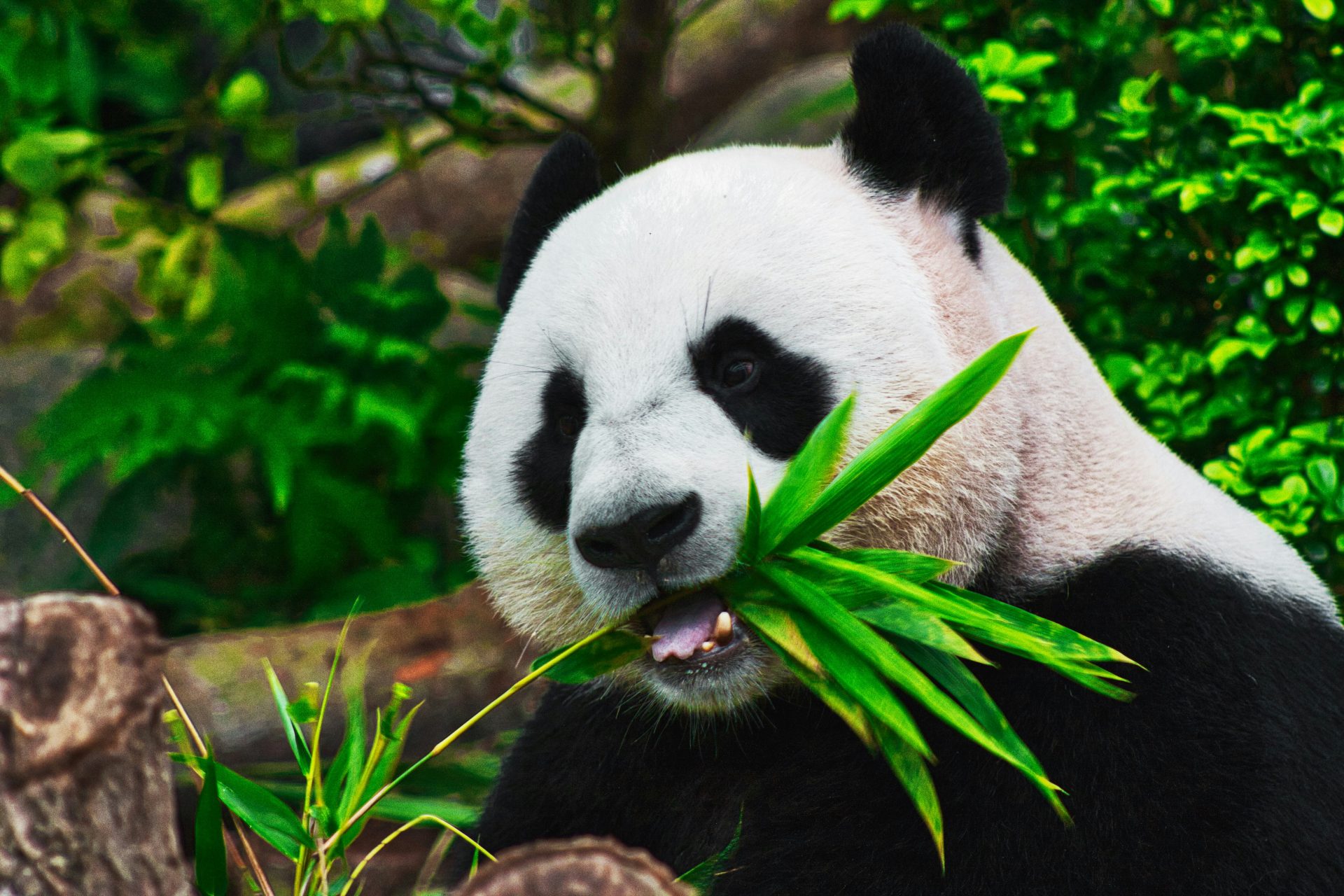 Les populations de panda sont fragmentées