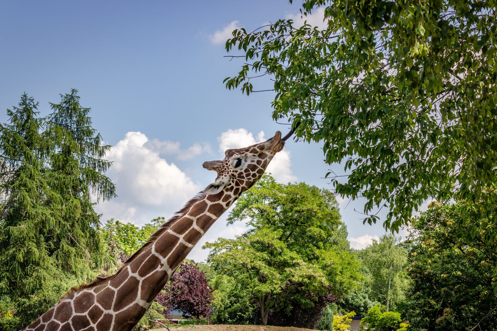 It’s not only giraffes going through a “silent extinction”