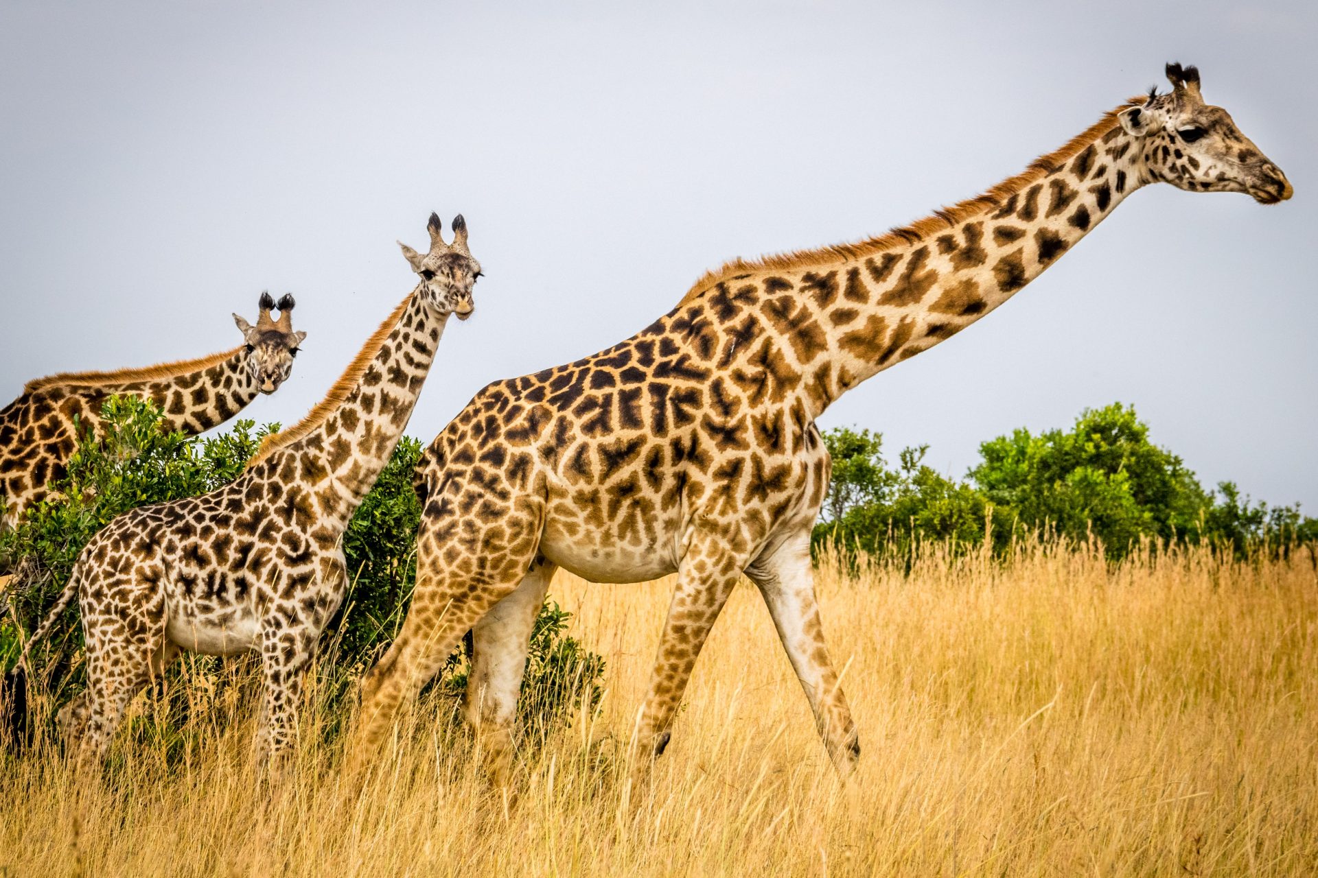 “Les girafes sont “vulnérables à l’extinction“