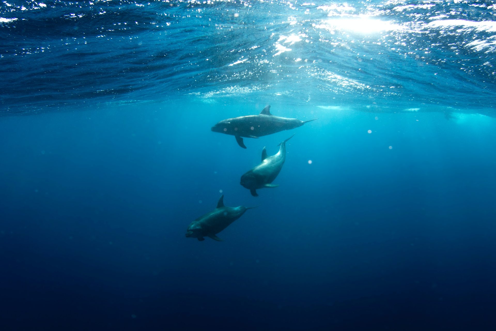 A ecolocalização ajuda os golfinhos a caçar