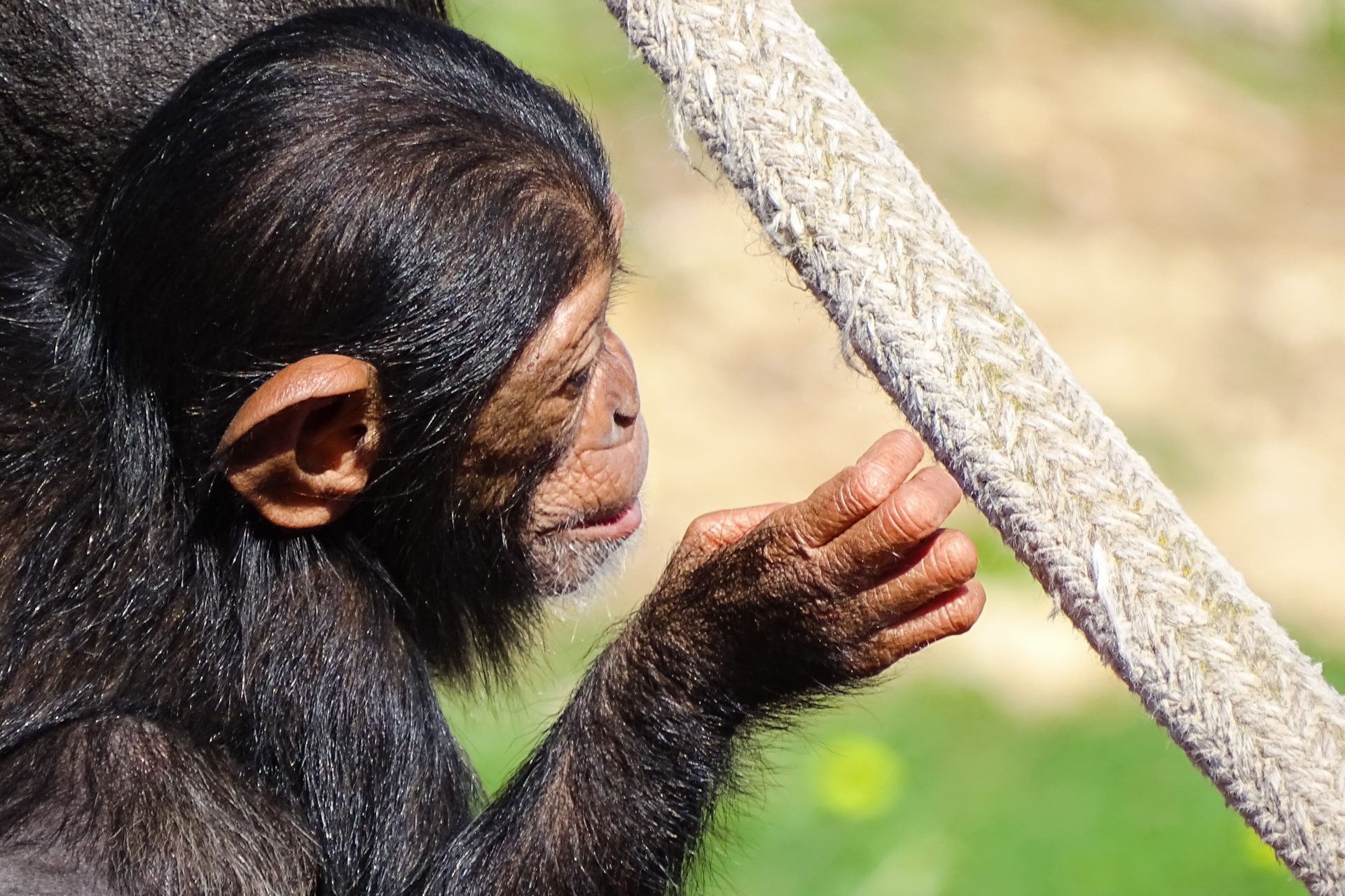 Caza comercial para vender carne de chimpancé
