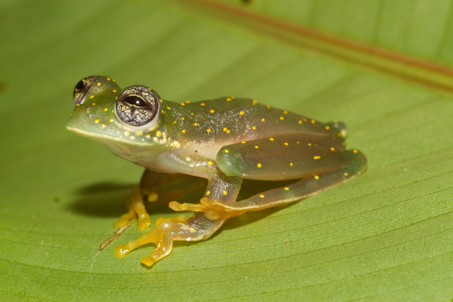 Des colonies de grenouilles de verre