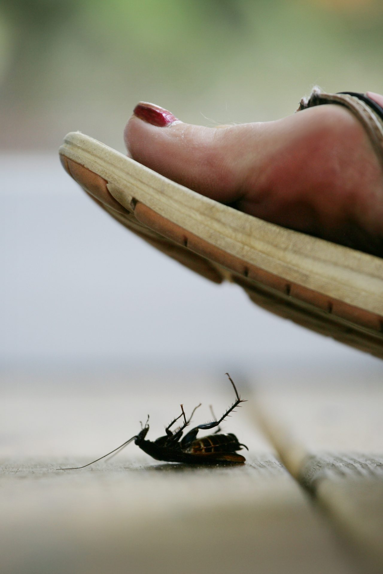 Don't step on that roach! It can be a hazard to your health