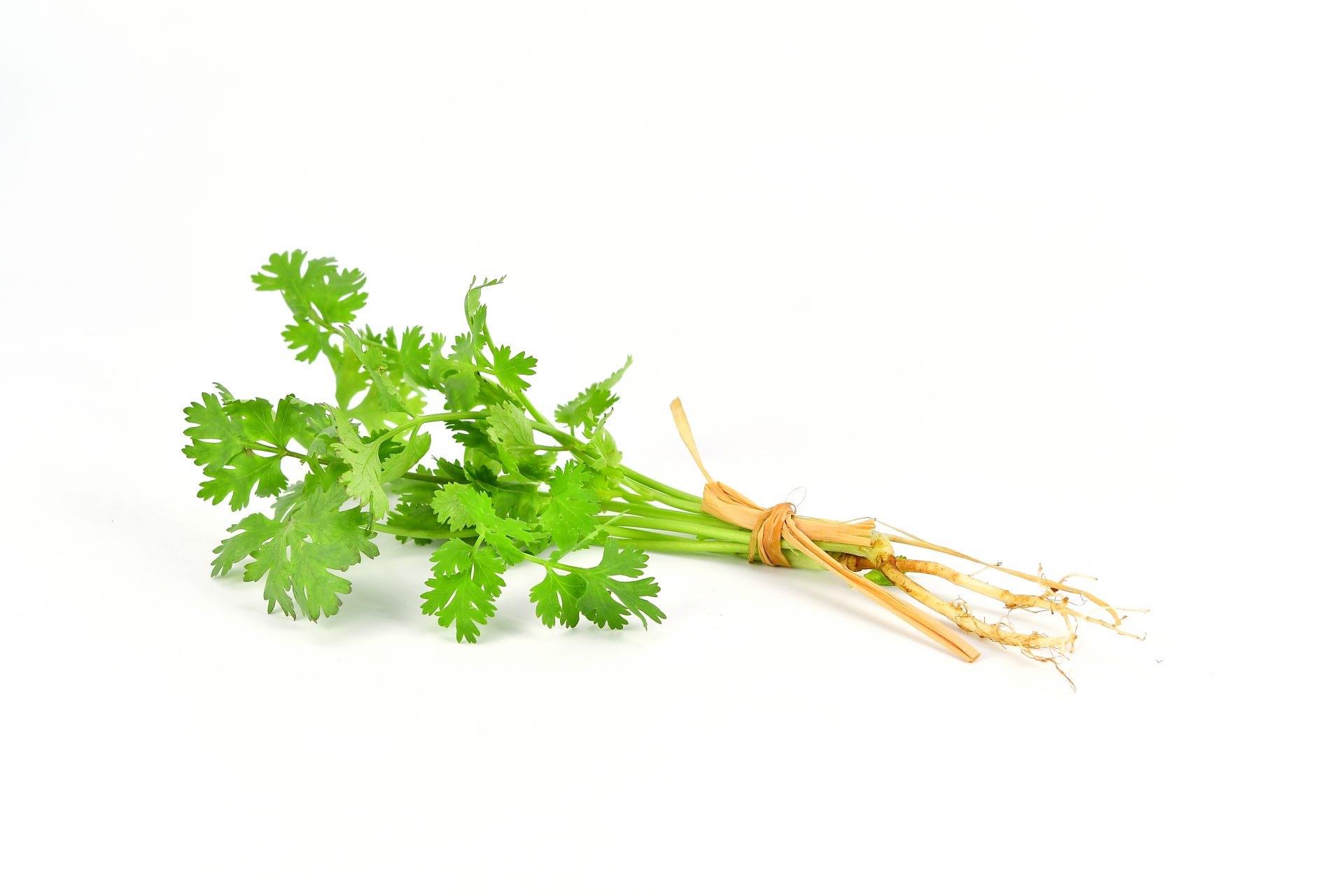 Your genes make you love or hate cilantro