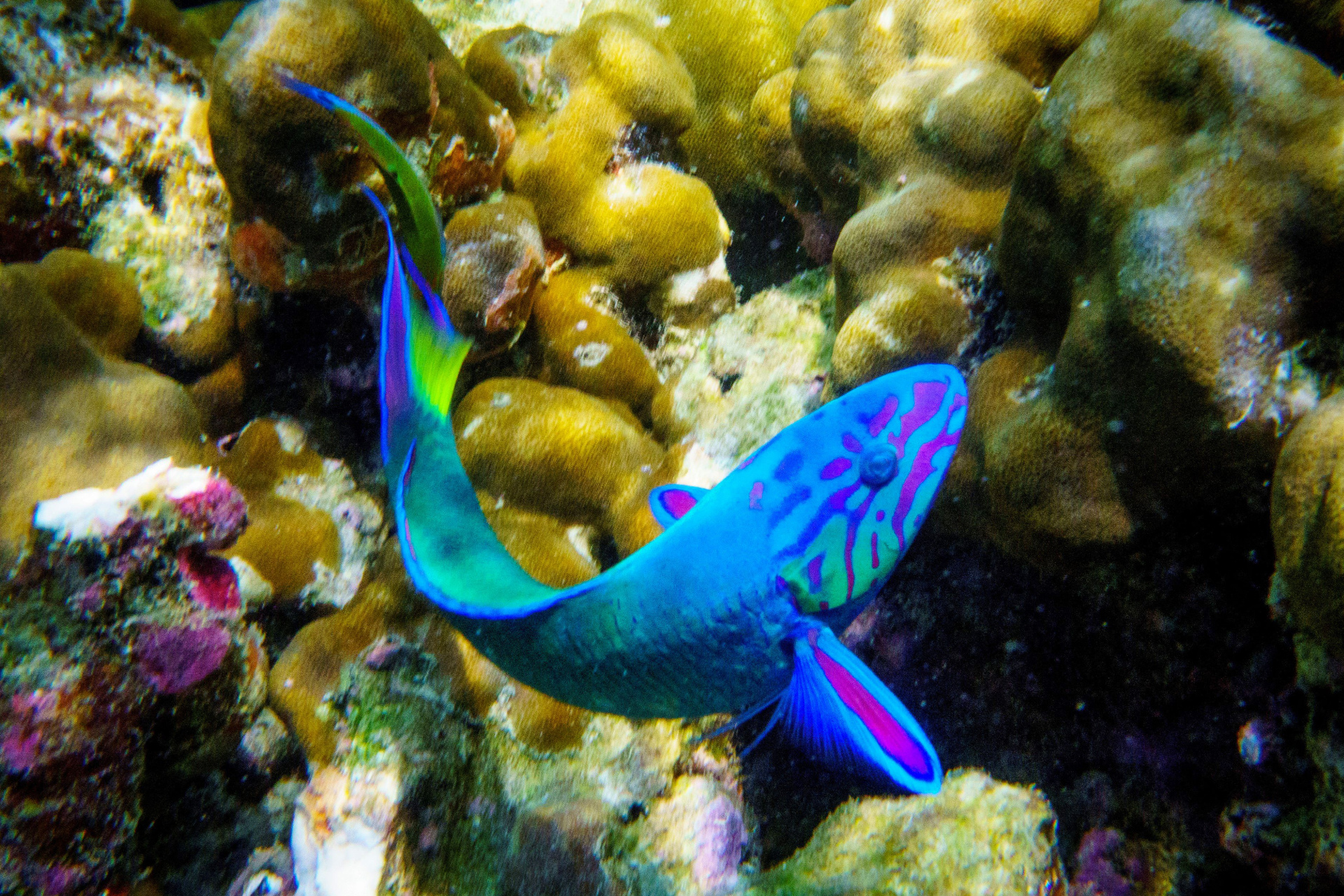 Parrotfish