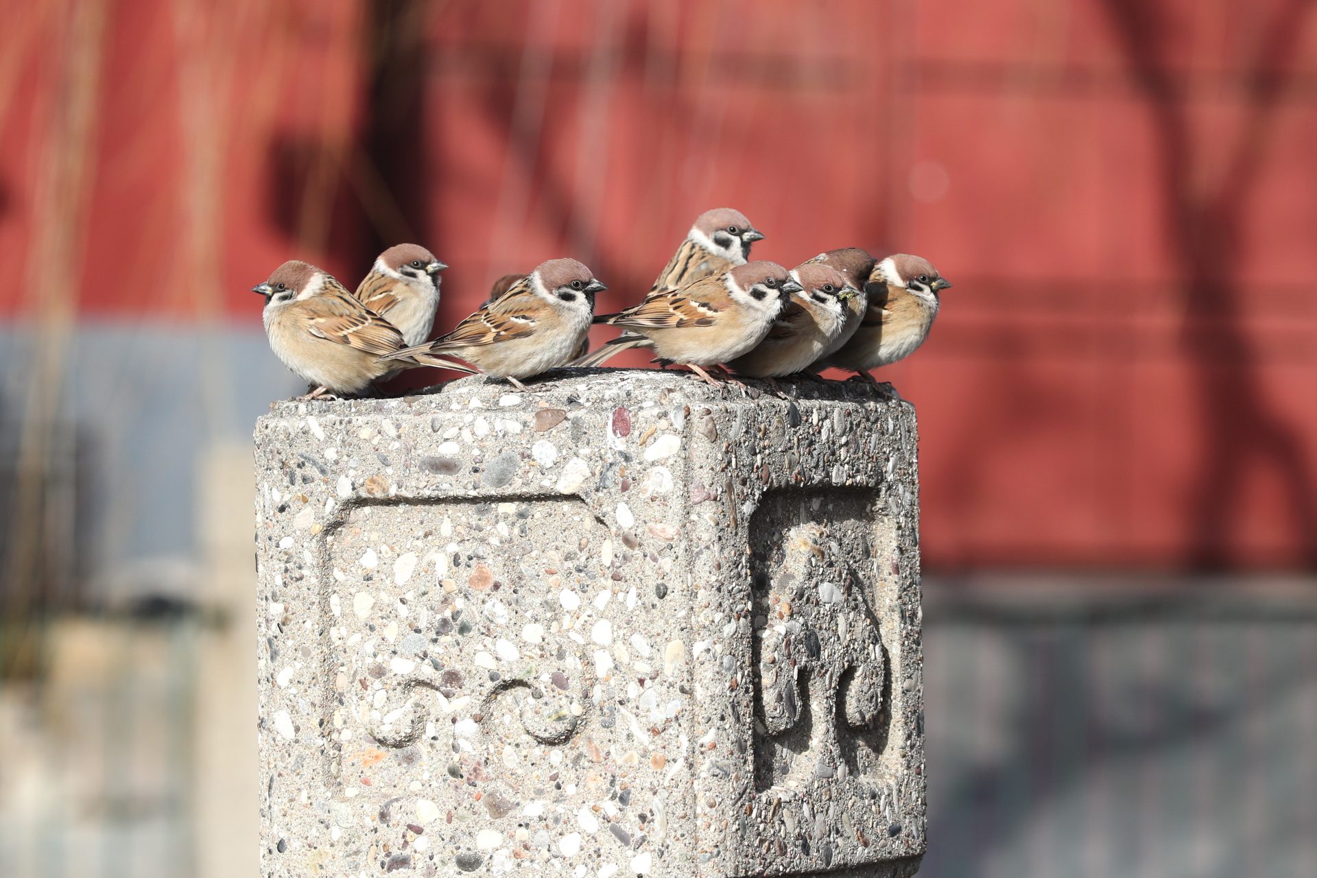 The deadly consequences of China's war on sparrows