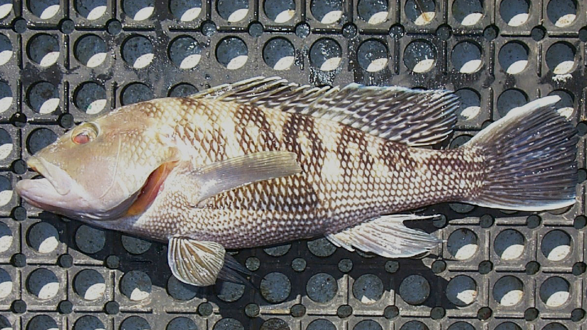 Serrano-striated fish