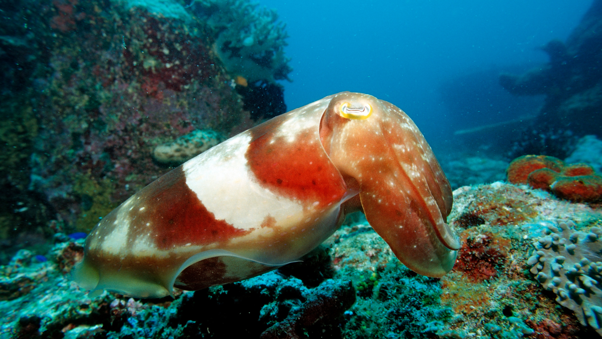 Cuttlefish