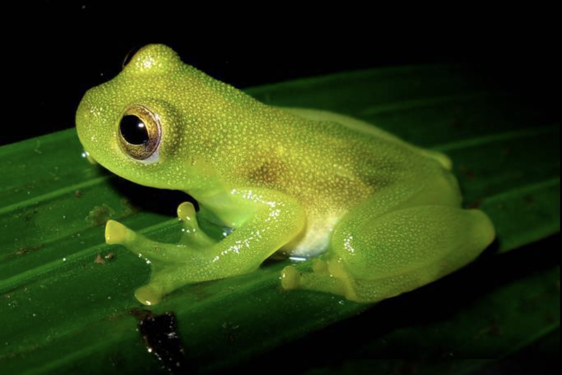 Qu'est-ce que les grenouilles de verre ?