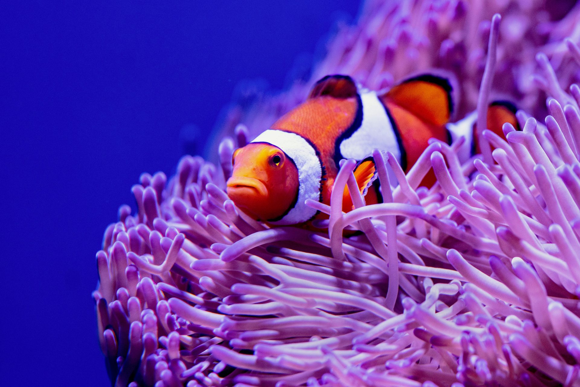 Clown fish