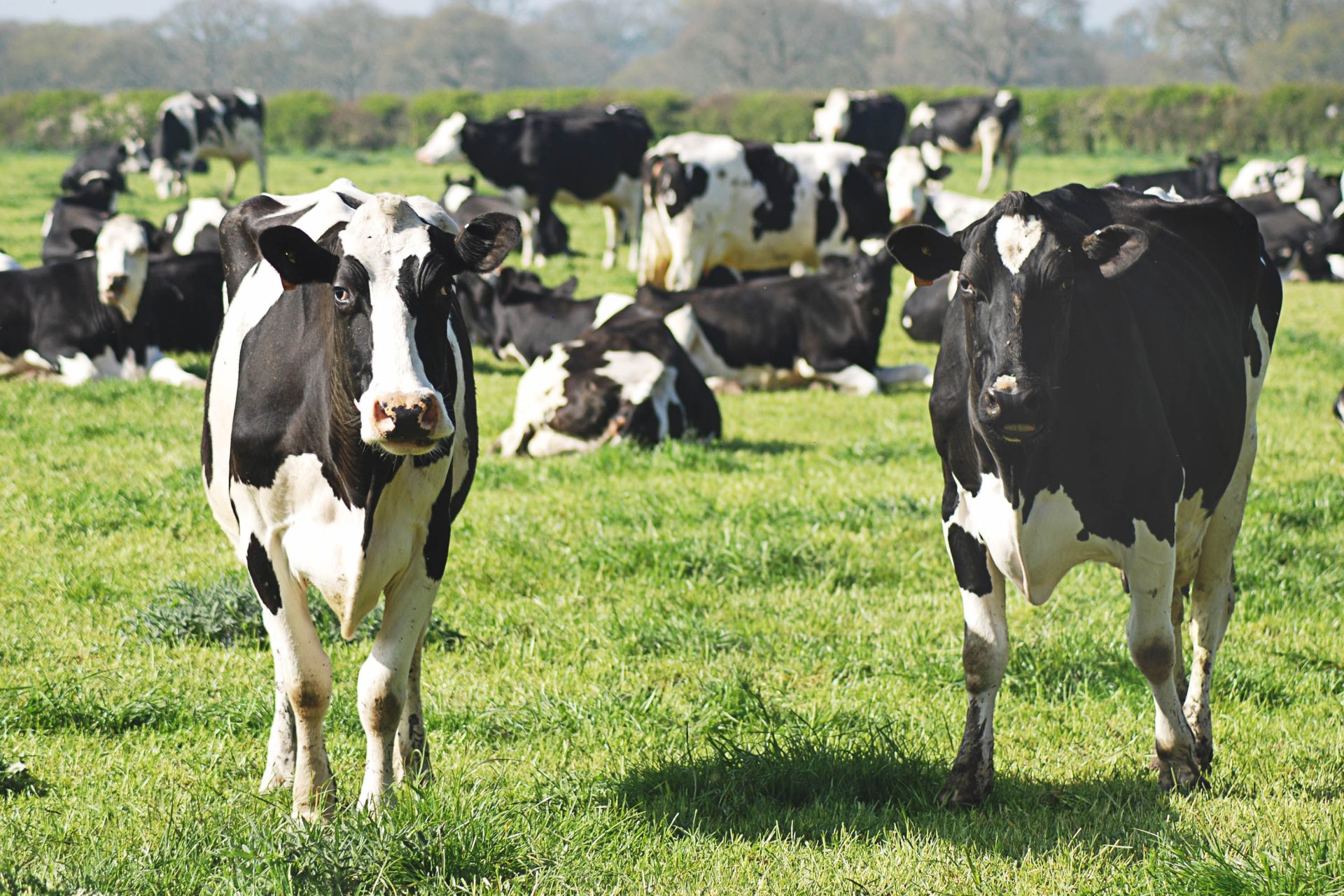 ...maar volgens het WWF eet Europa zelf de planeet op