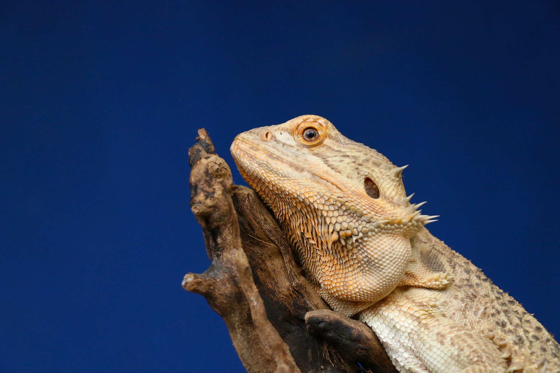 Pogona lizards