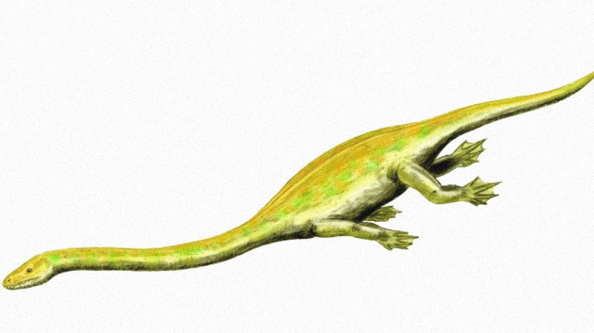 Aus der Familie der Dinocephalosaurus, aber anders