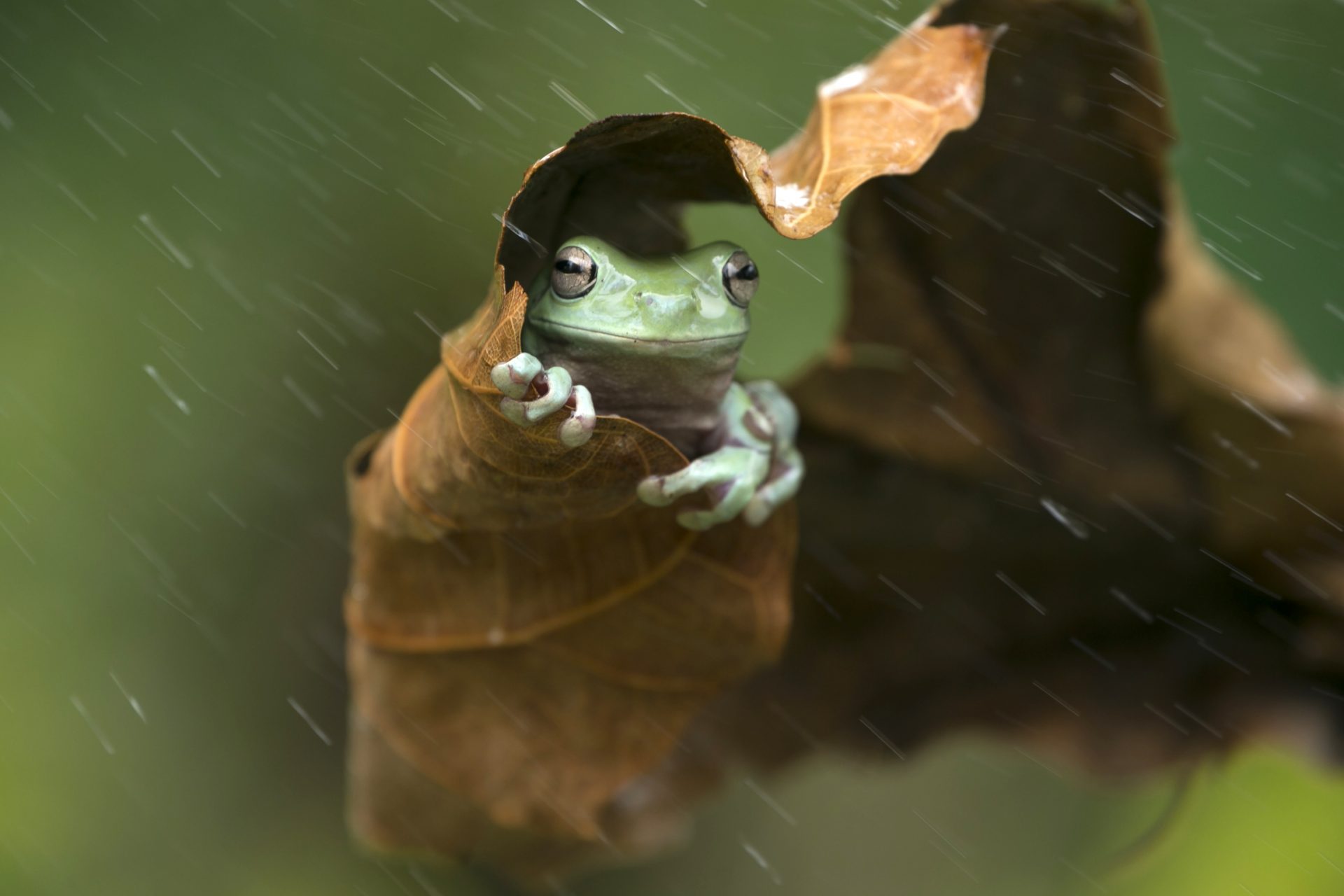 Can frogs predict rain?