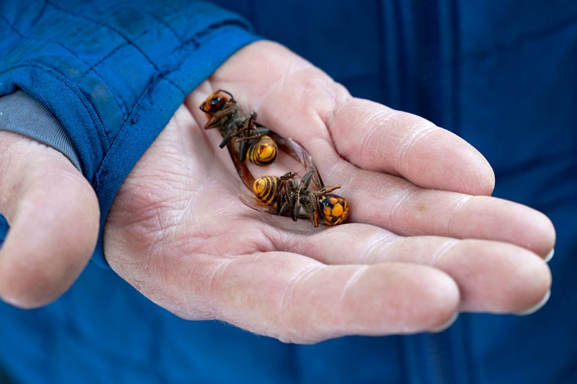 Murder hornets are the biggest hornets in the world 