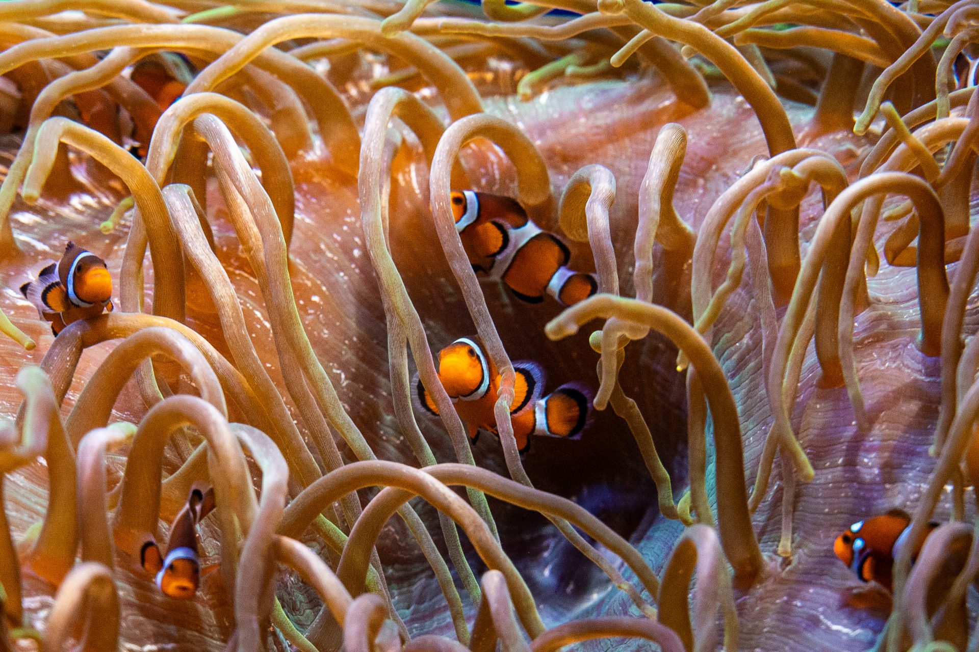 Clownfish can count up to 3 stripes