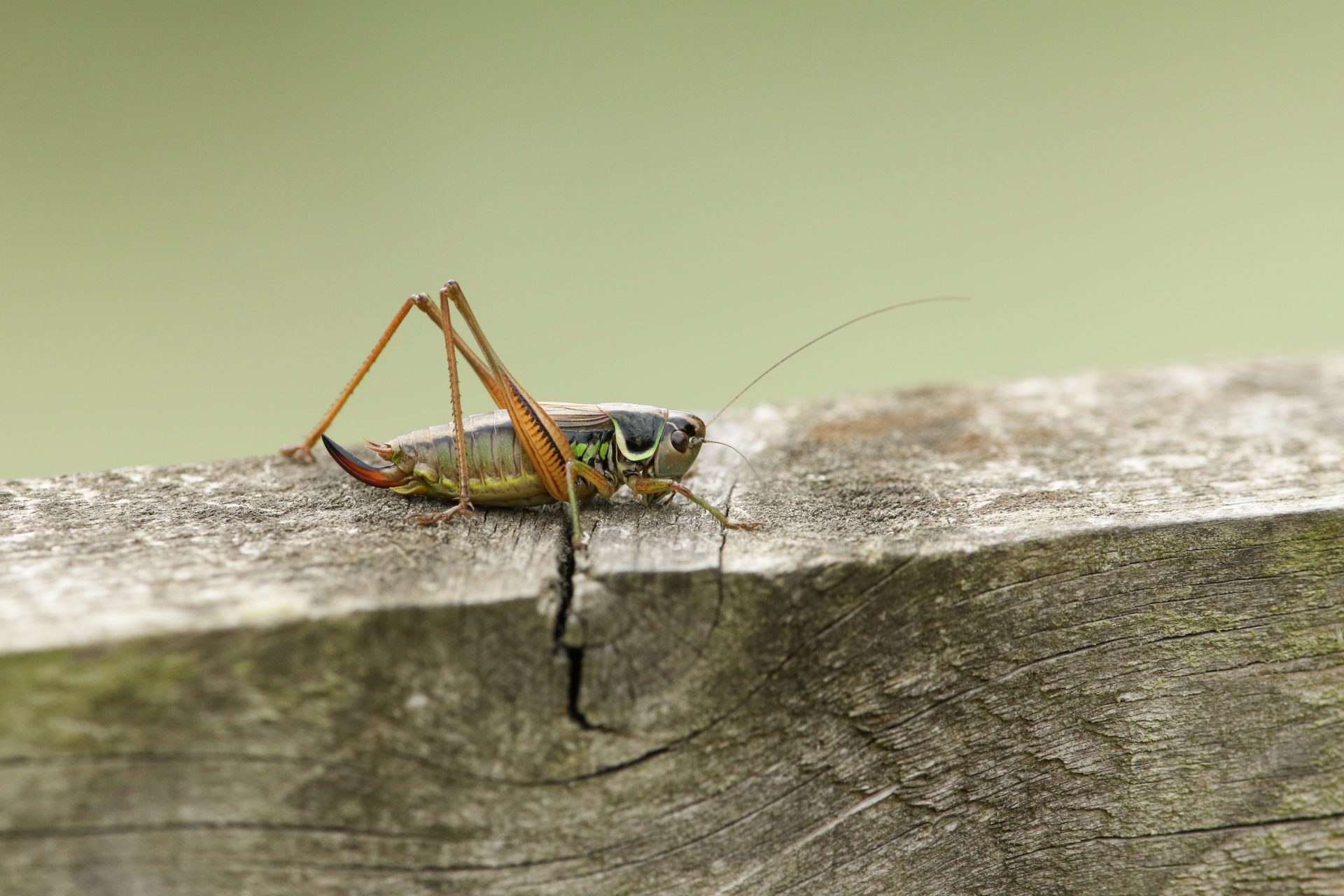 Crickets are ectotherms