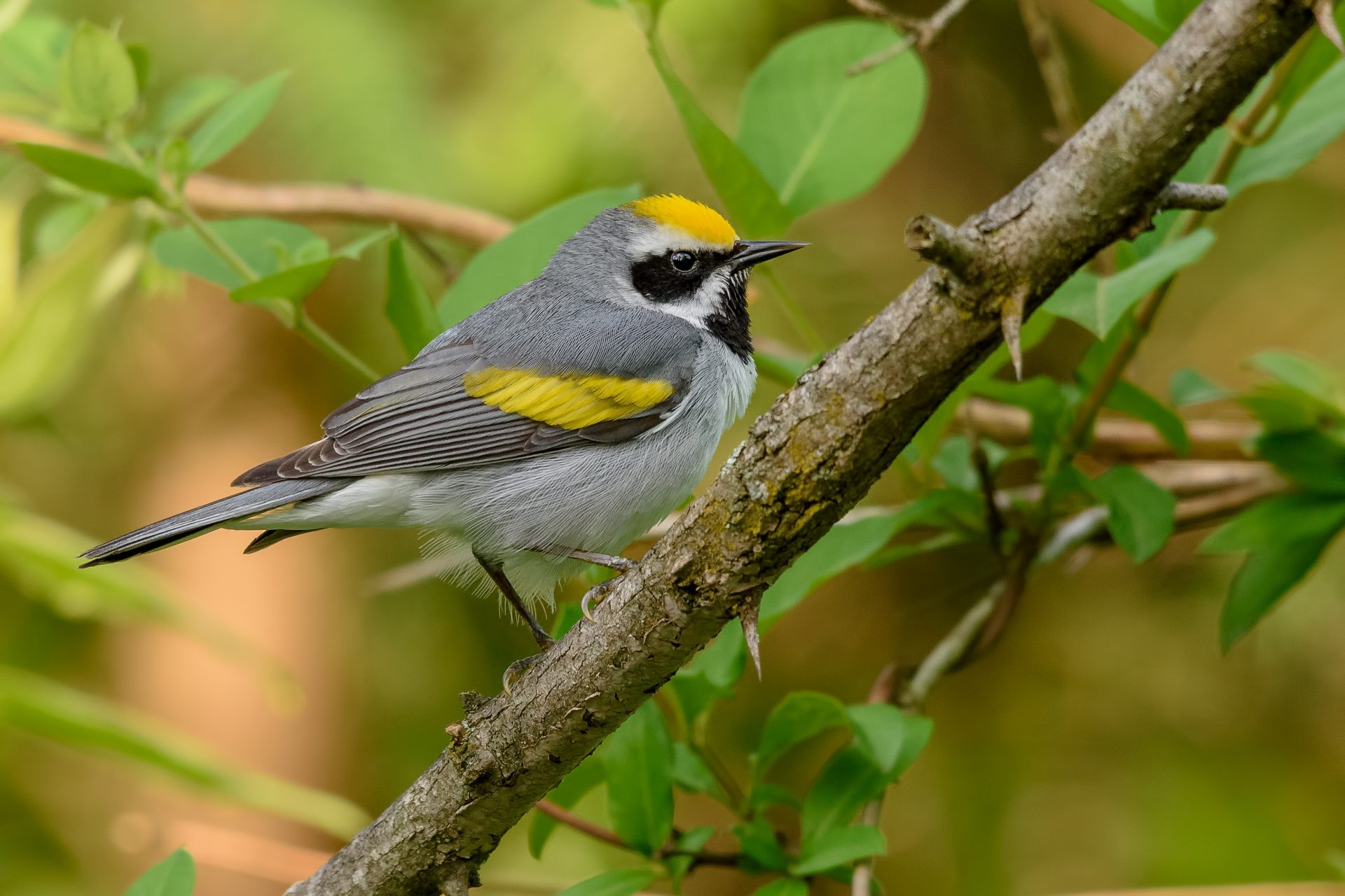 A study with Golden-winged warblers