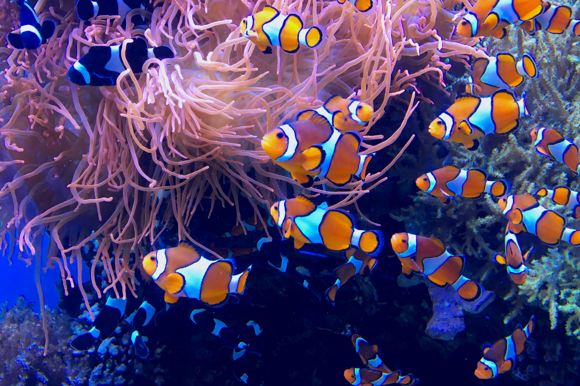 The unique reason that clownfish count