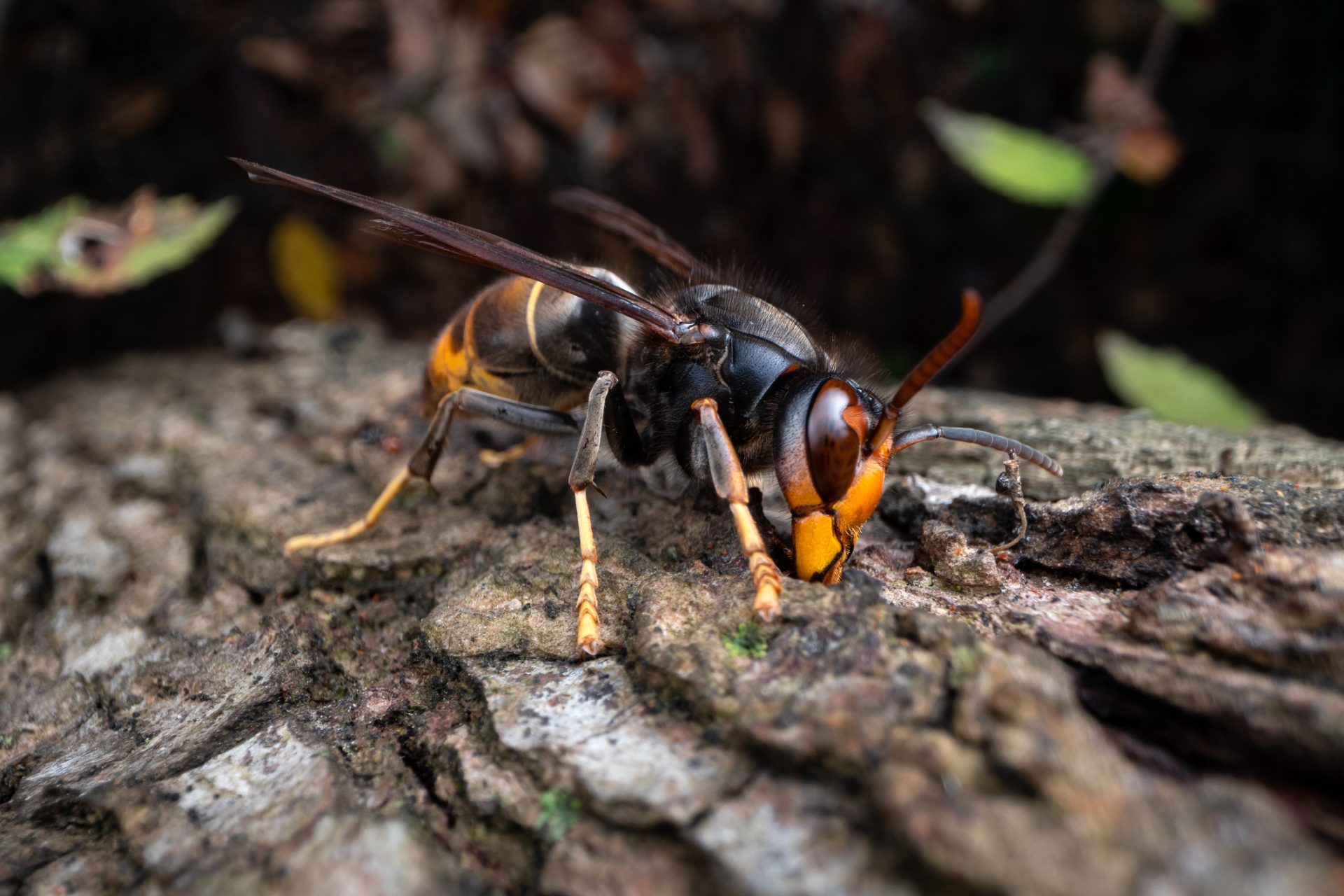 An big problem for the ecosystems of the US and Canada