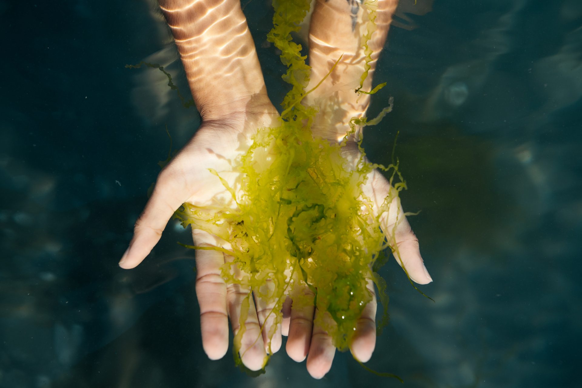 Seaweed (kelp) might be the key to our survival 