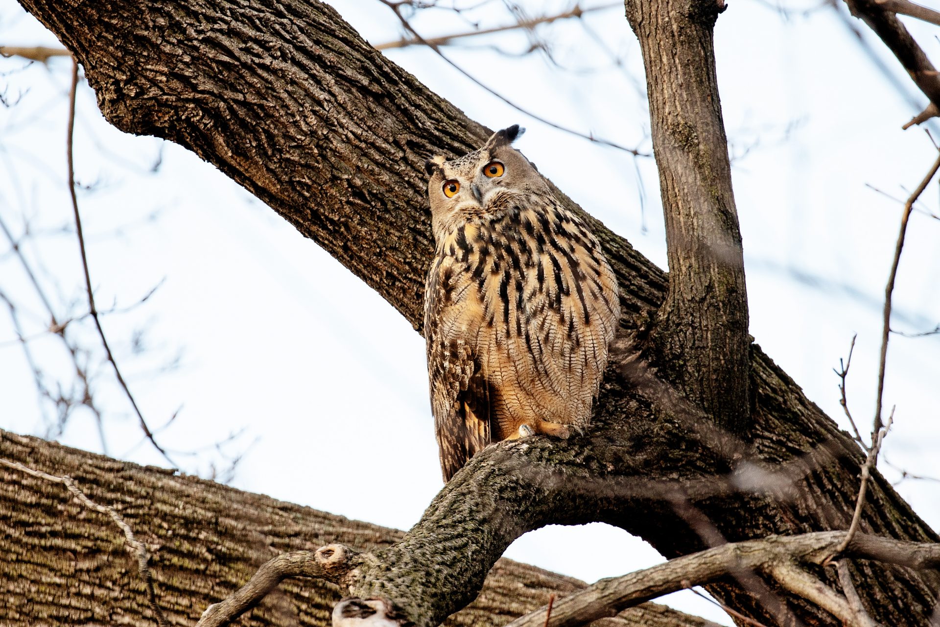 Flaco, the owl that escaped from Central Park Zoo, died after a year of freedom
