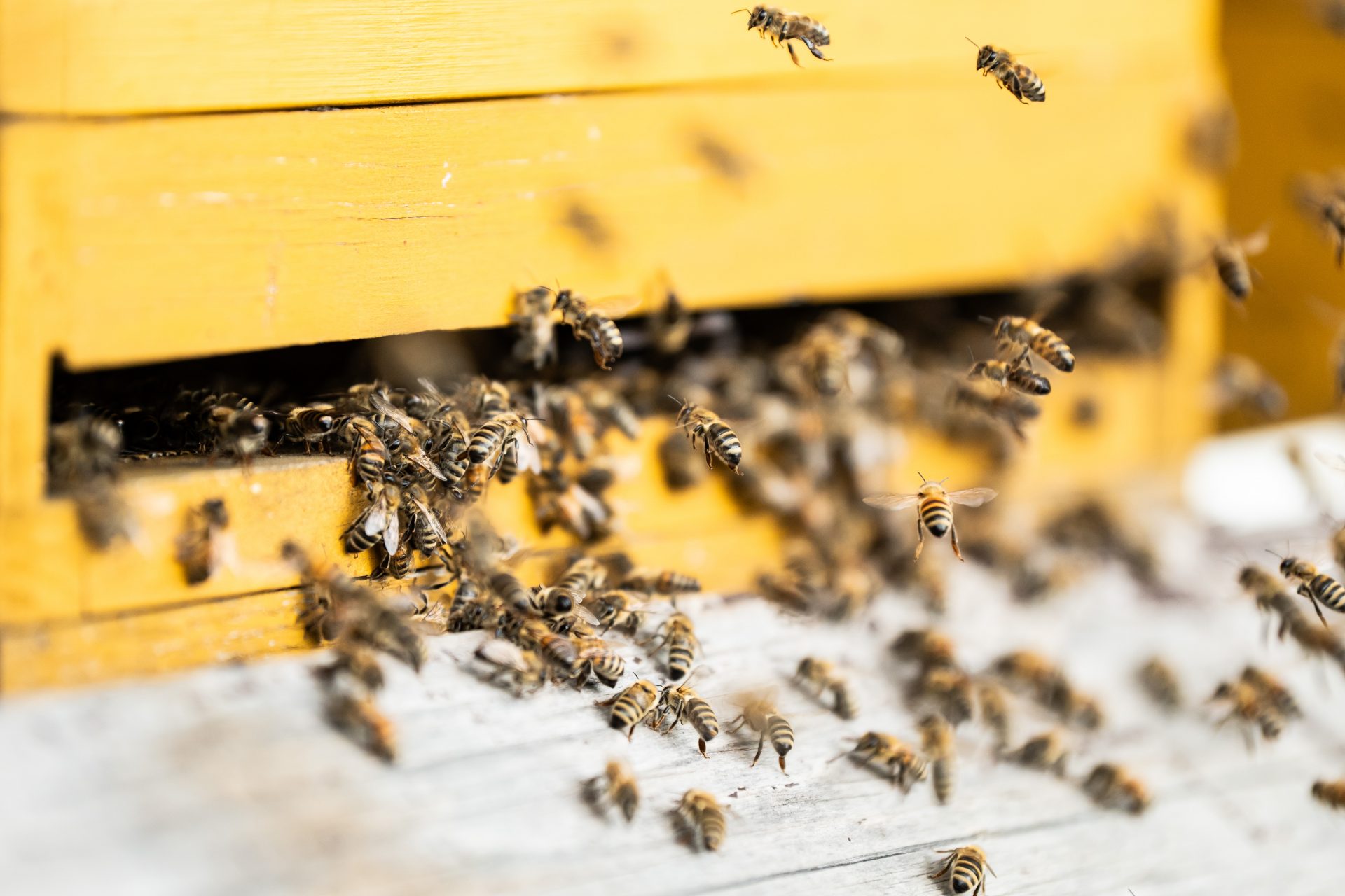 Even more dangerous for honeybee populations 