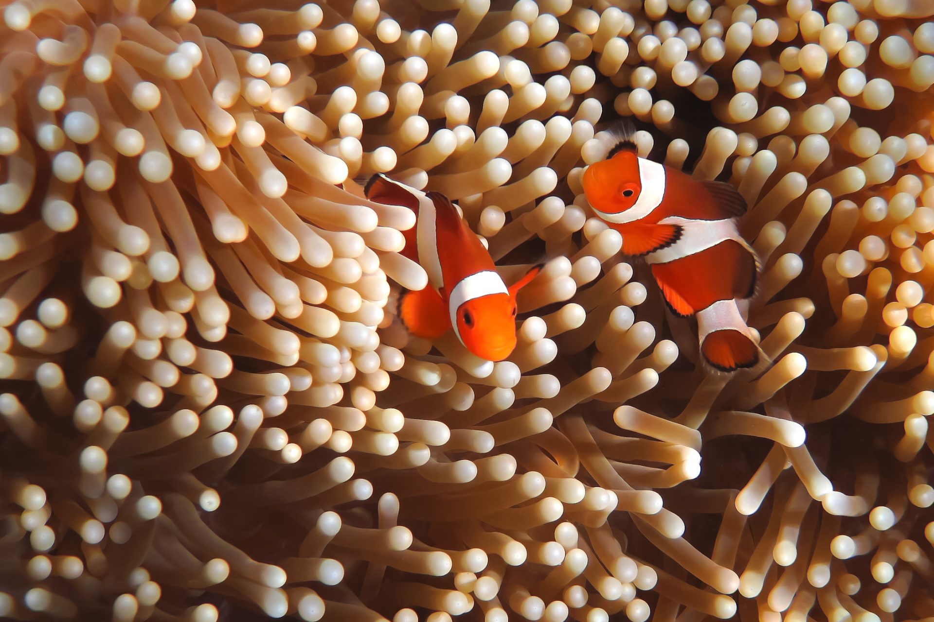 Clownfish chase and bite 