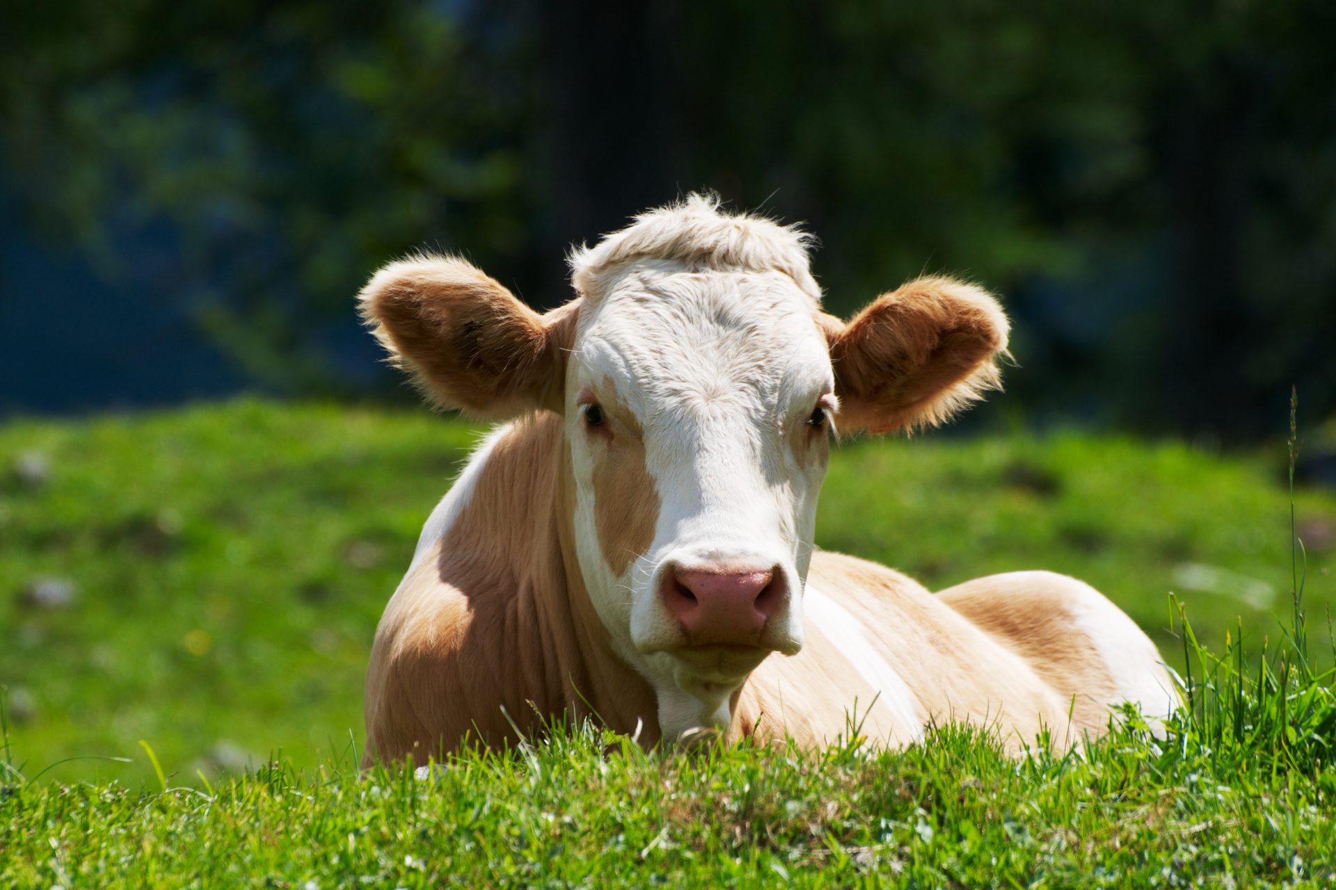Landwirte glauben, dass eine Kuh das Wetter vorhersagen kann