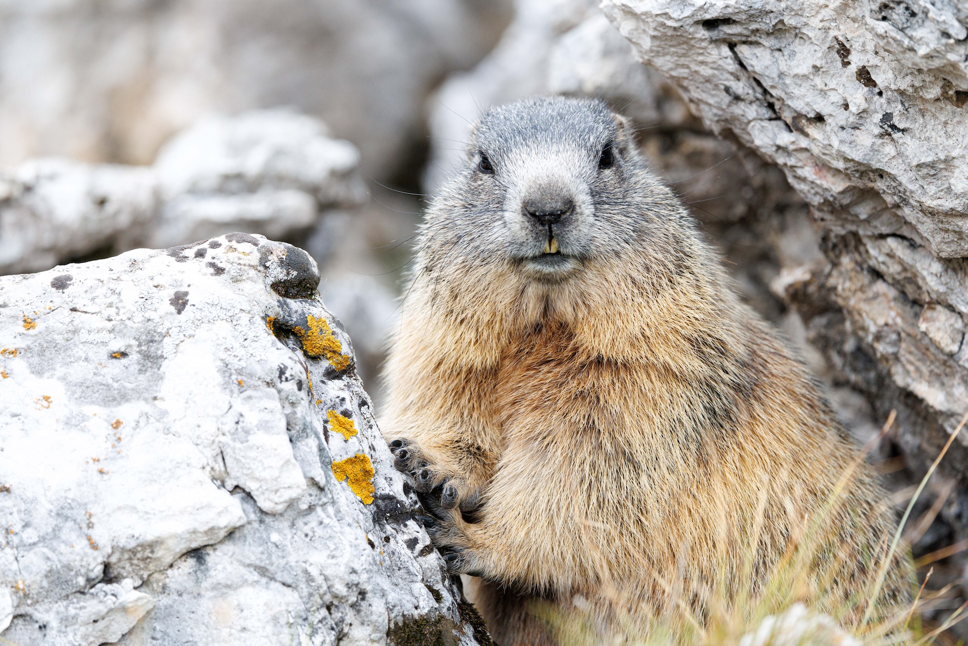 Ces animaux sont capables de prédire la météo avec précision