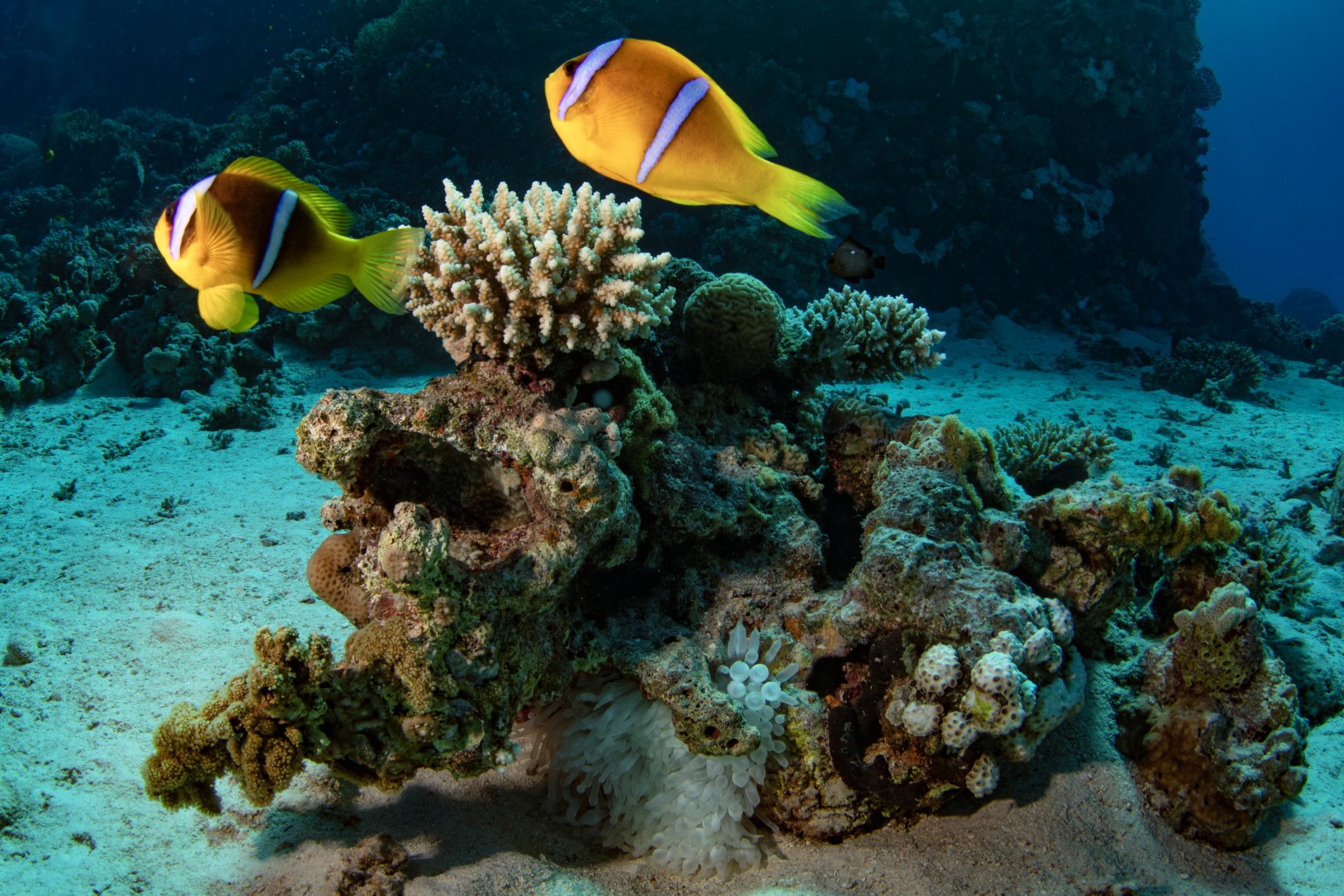 Curiosité : les poissons ont-ils besoin de boire sous l'eau ?