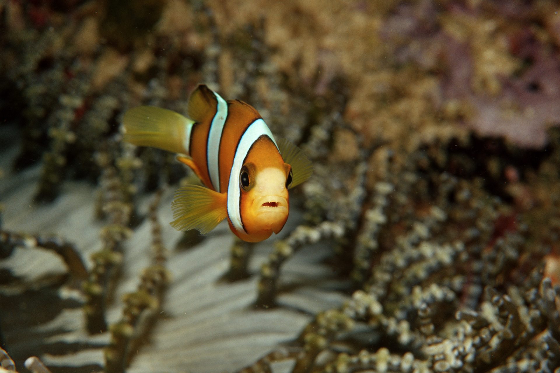 The clownfish really disliked decoy clownfish that looked like them